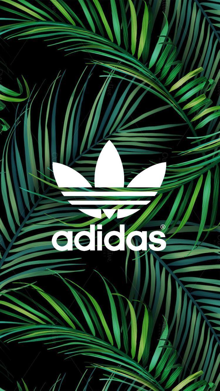 Adidas Palm Tree Wallpapers