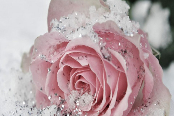 Chanel Roses Wallpapers