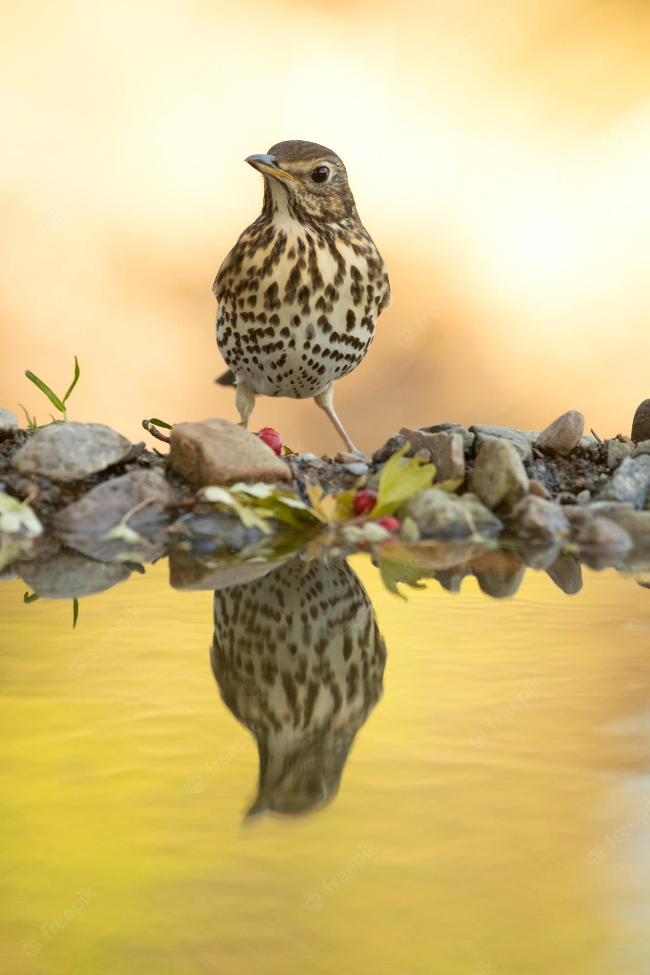 Thrush Wallpapers