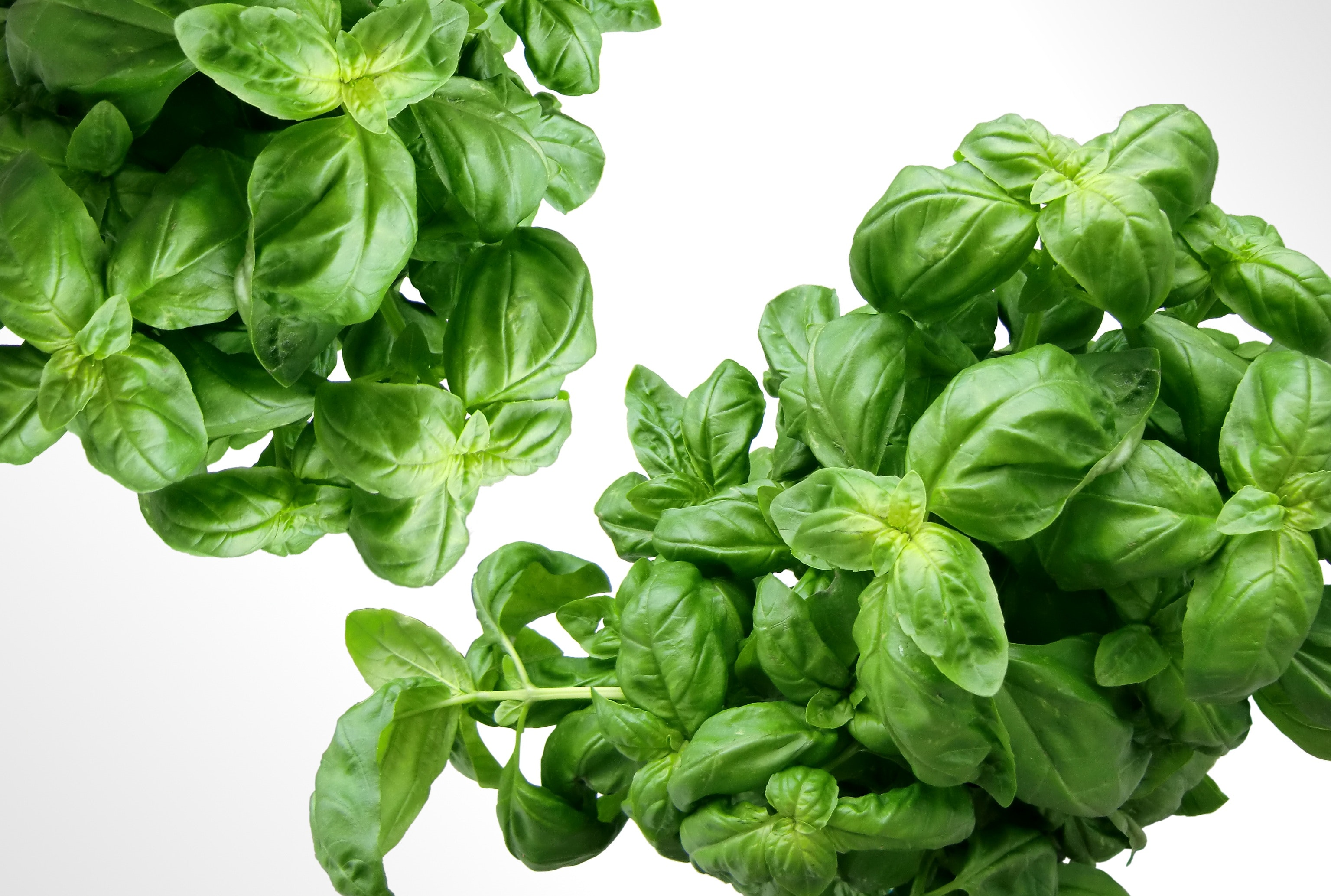 Basil Wallpapers