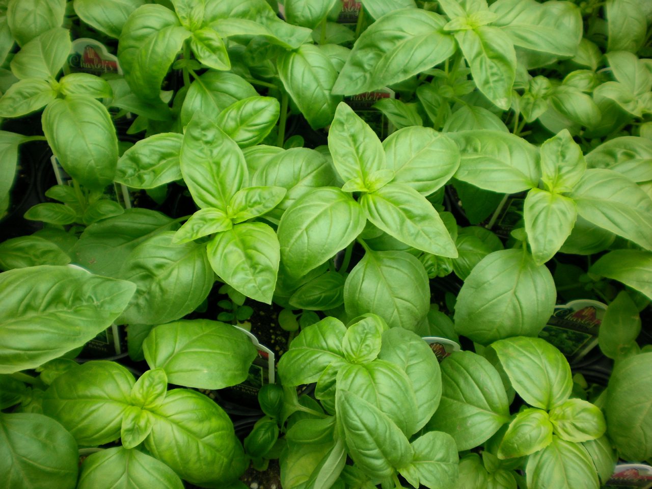 Basil Wallpapers