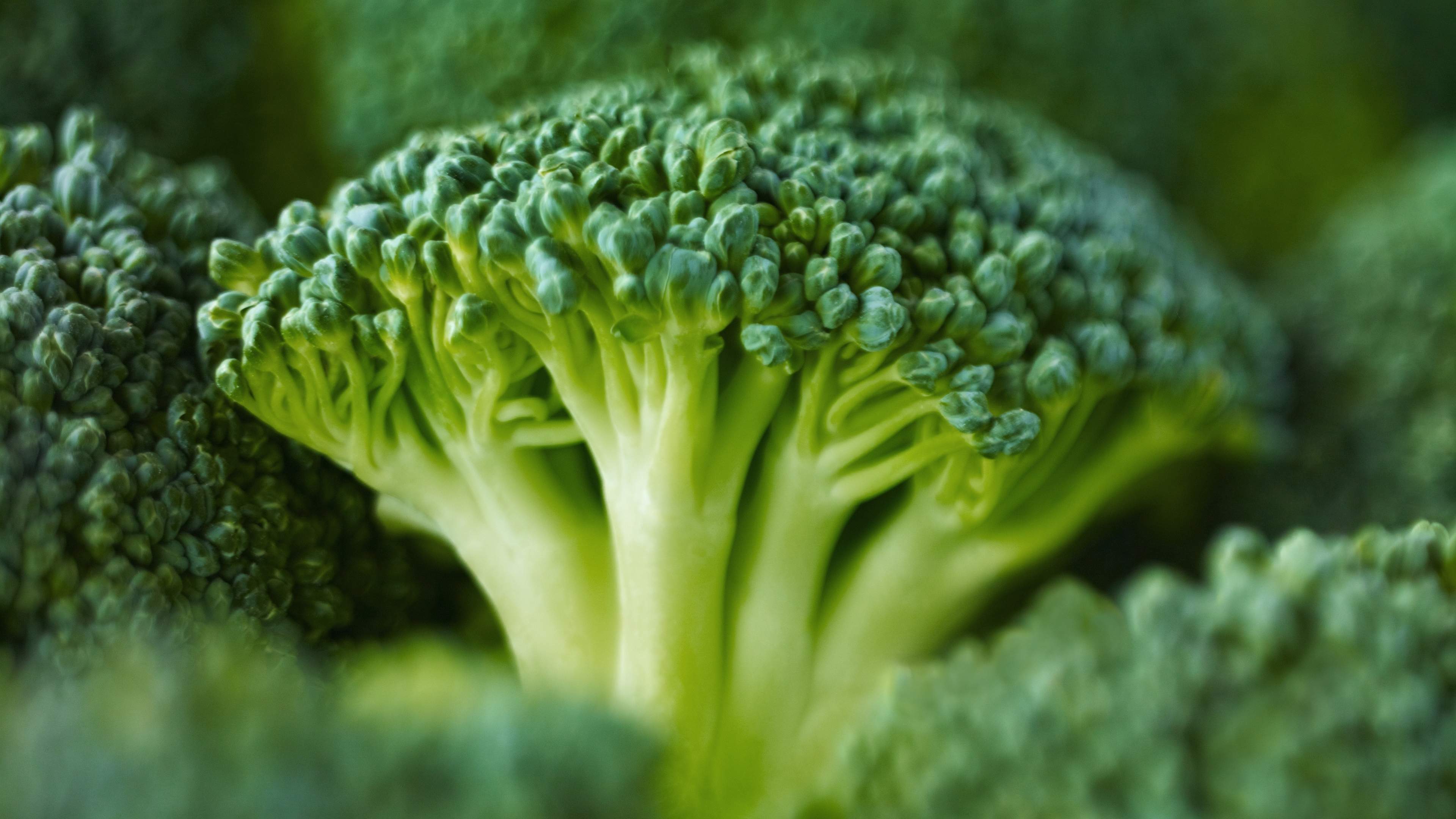 Broccoli Wallpapers