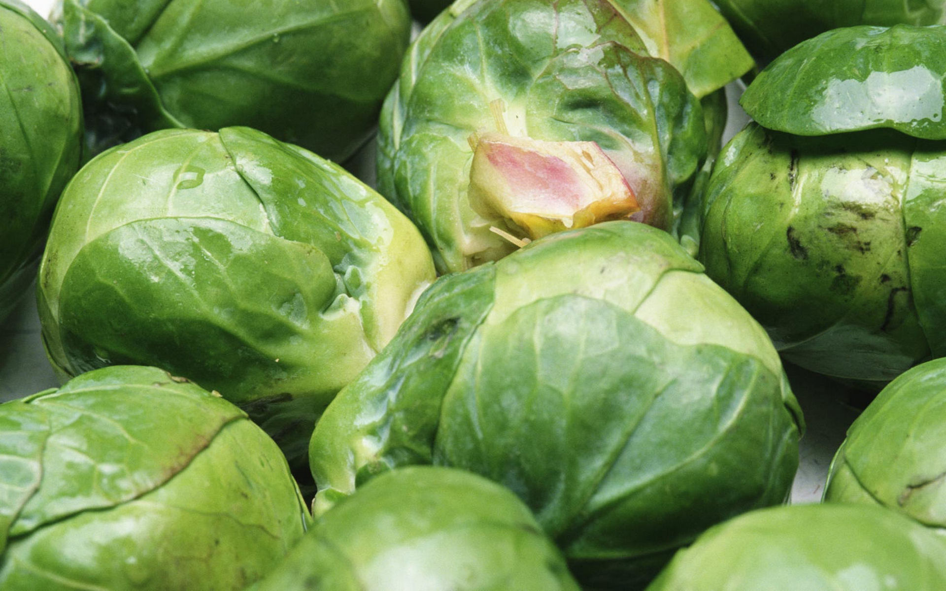 Brussel Sprout Wallpapers