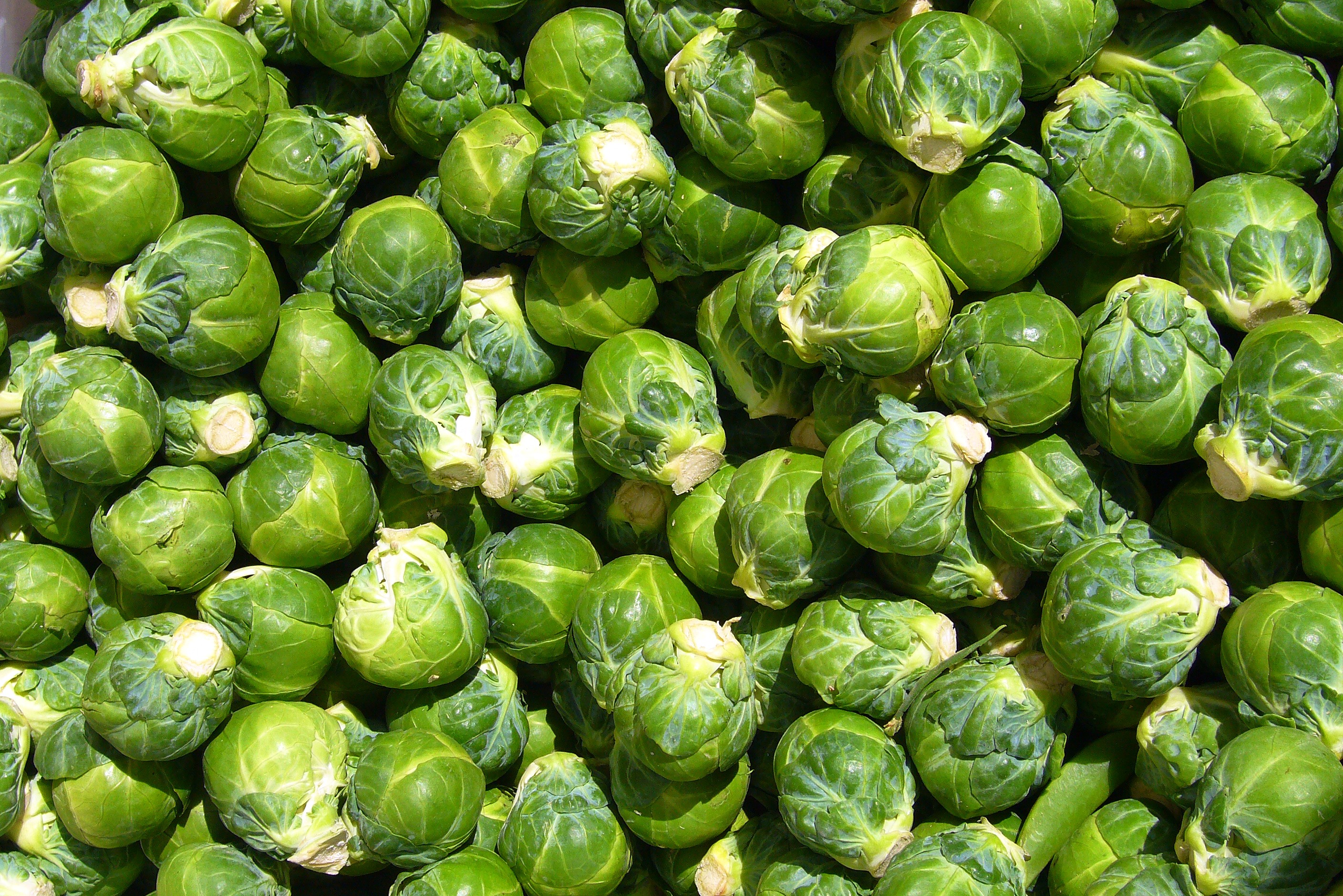 Brussel Sprout Wallpapers