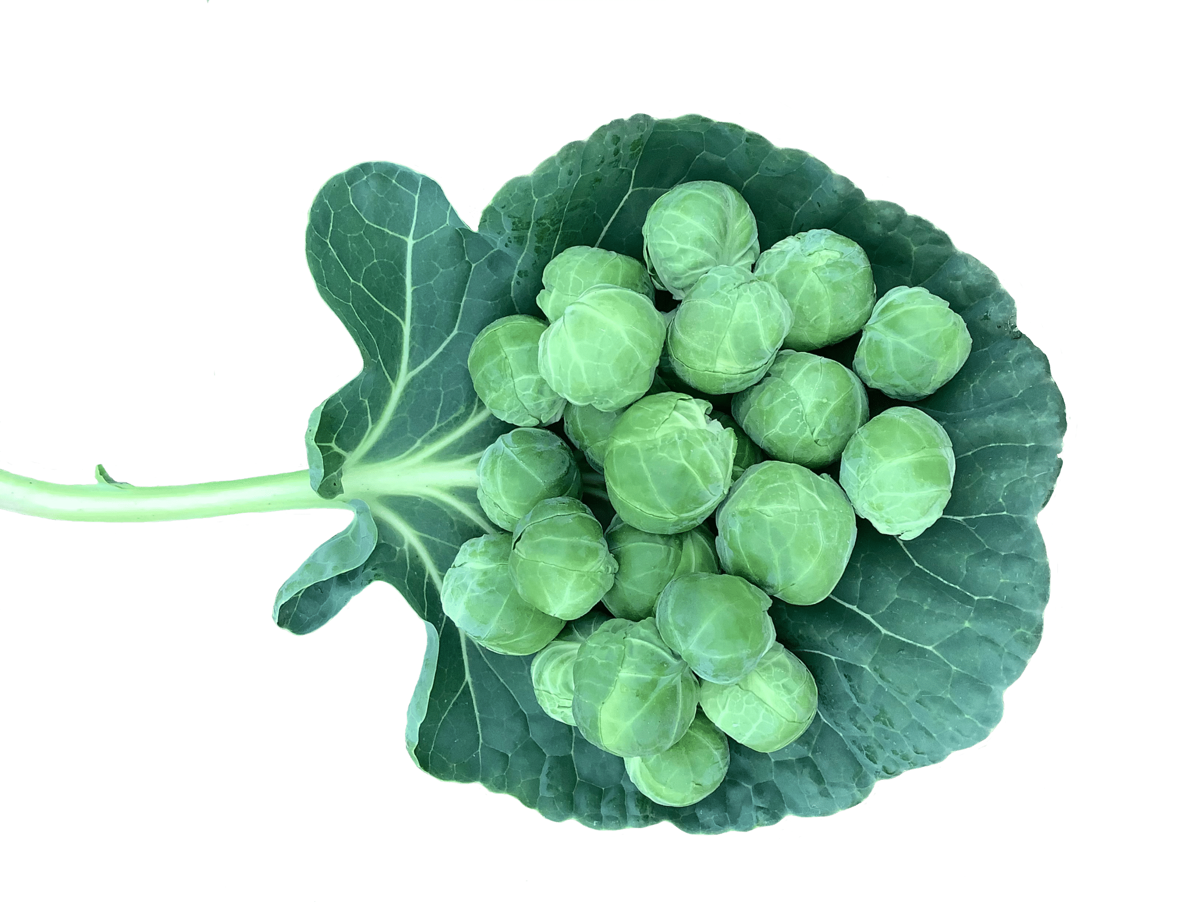 Brussel Sprout Wallpapers