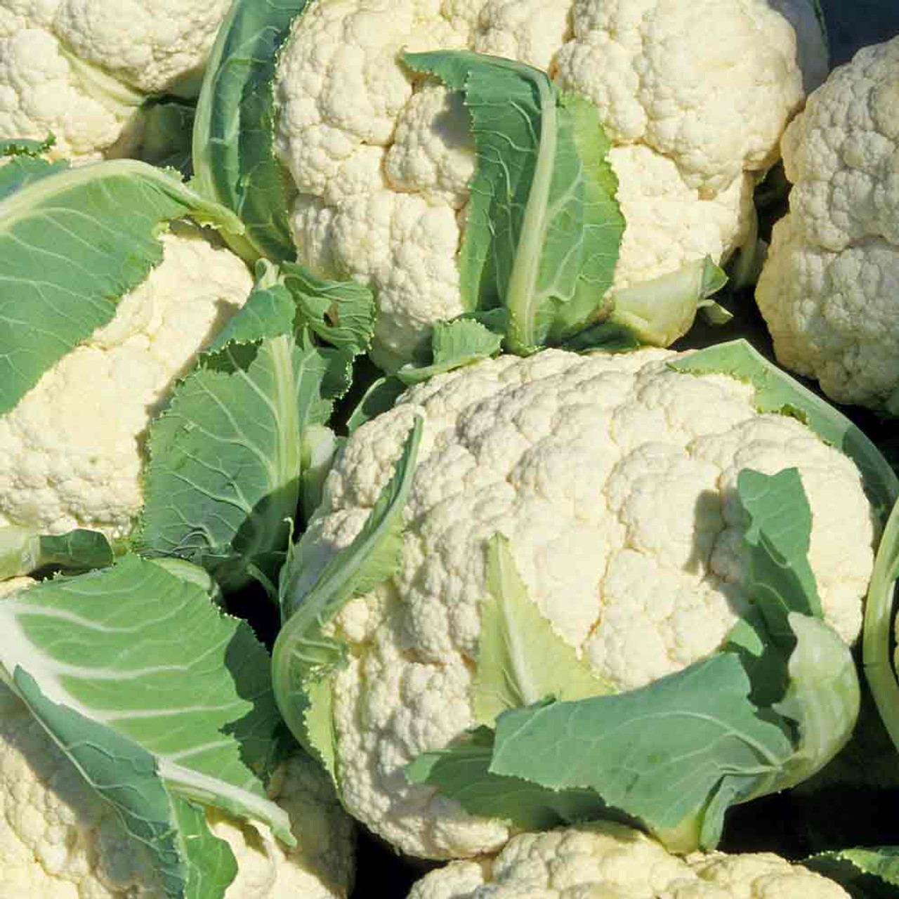 Cauliflower Wallpapers