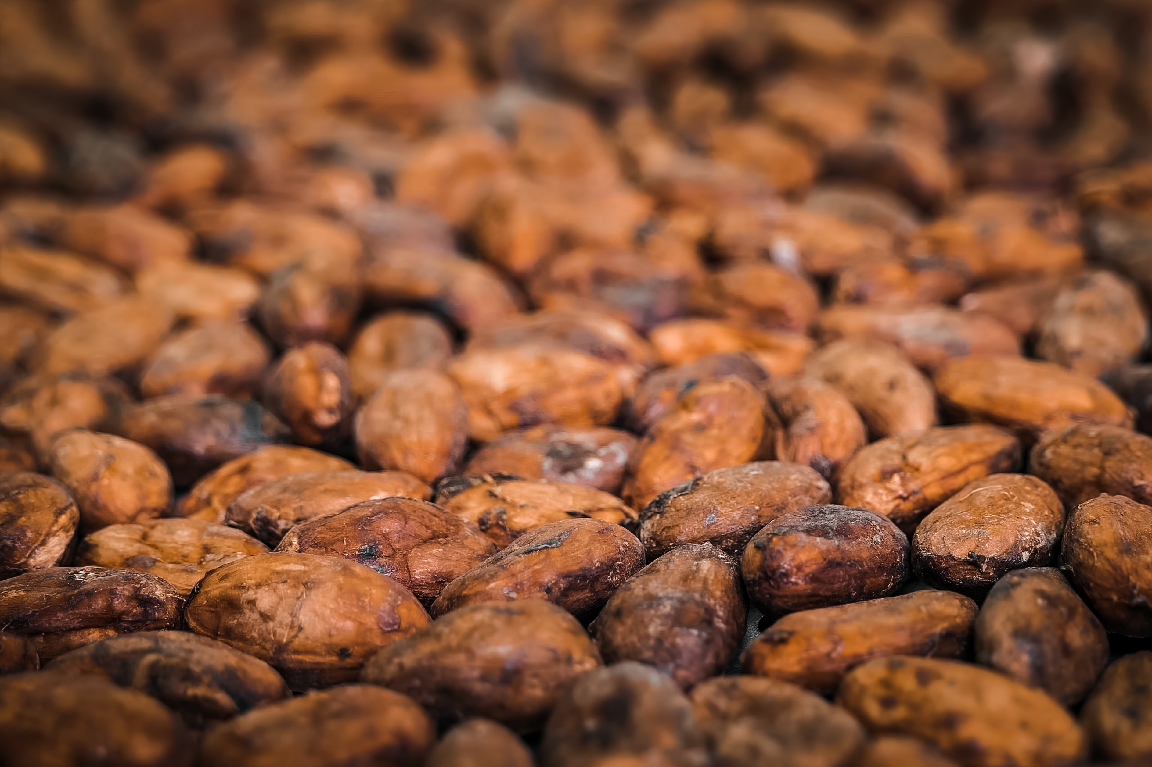 Cocoa Bean Wallpapers