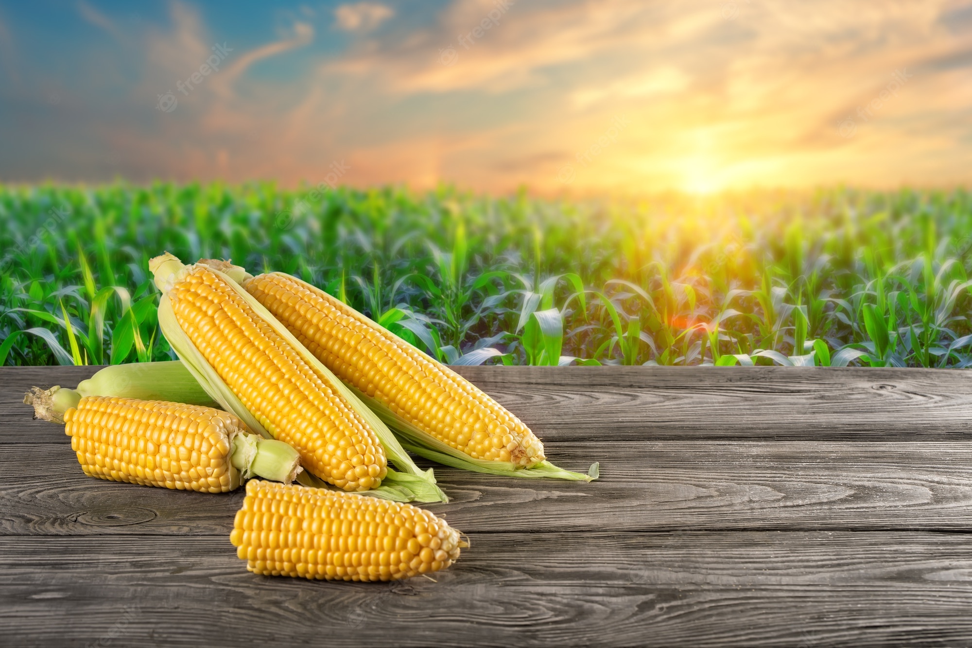 Corn Wallpapers