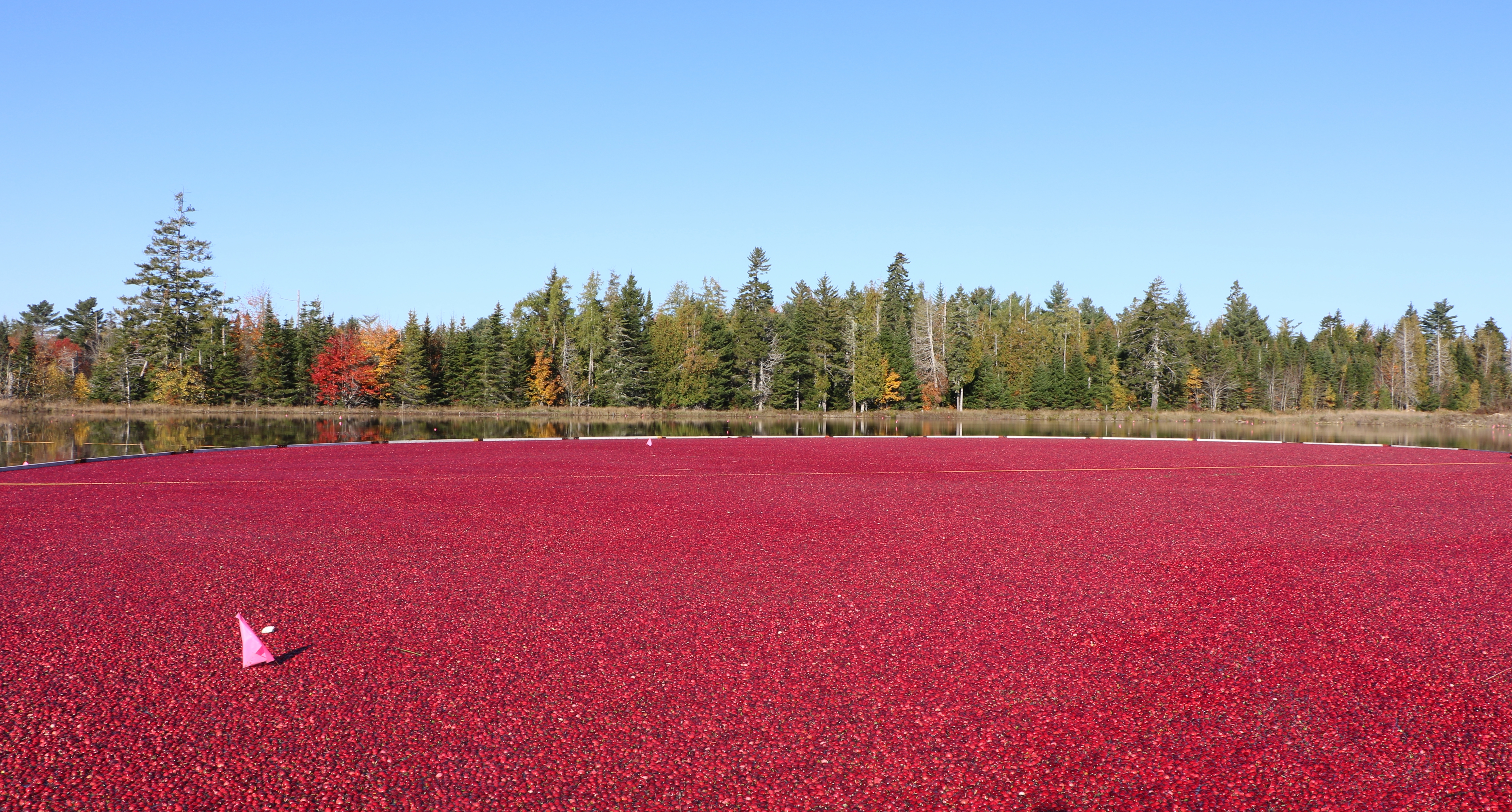 Cranberry Wallpapers