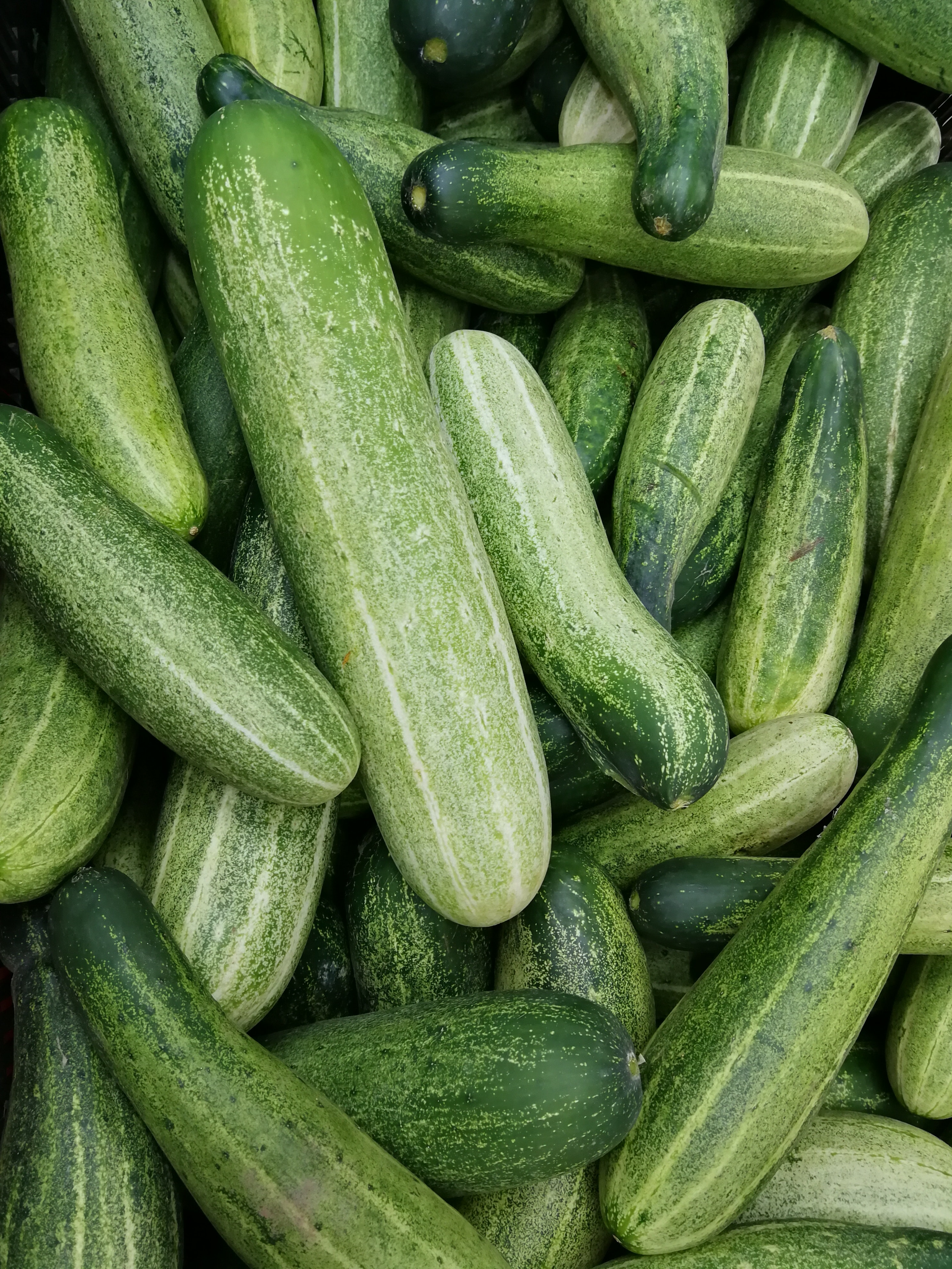 Cucumber Wallpapers