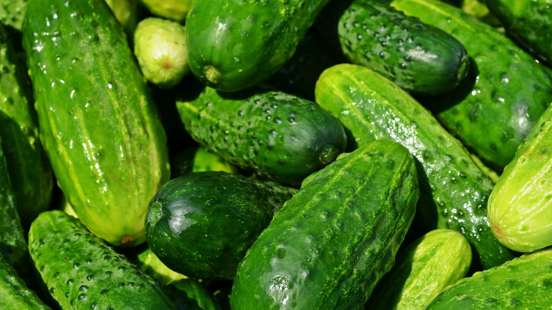 Cucumber Wallpapers