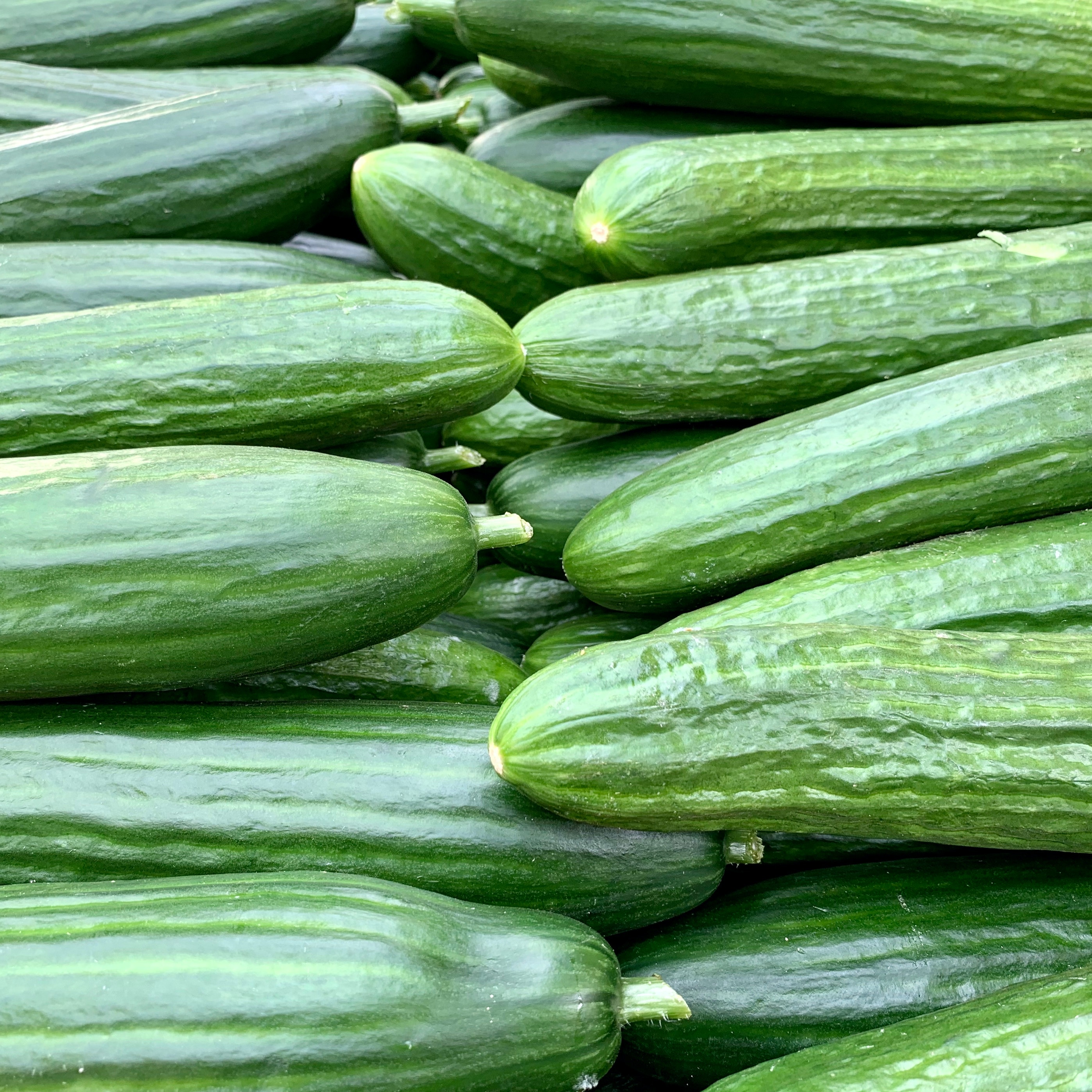 Cucumber Wallpapers