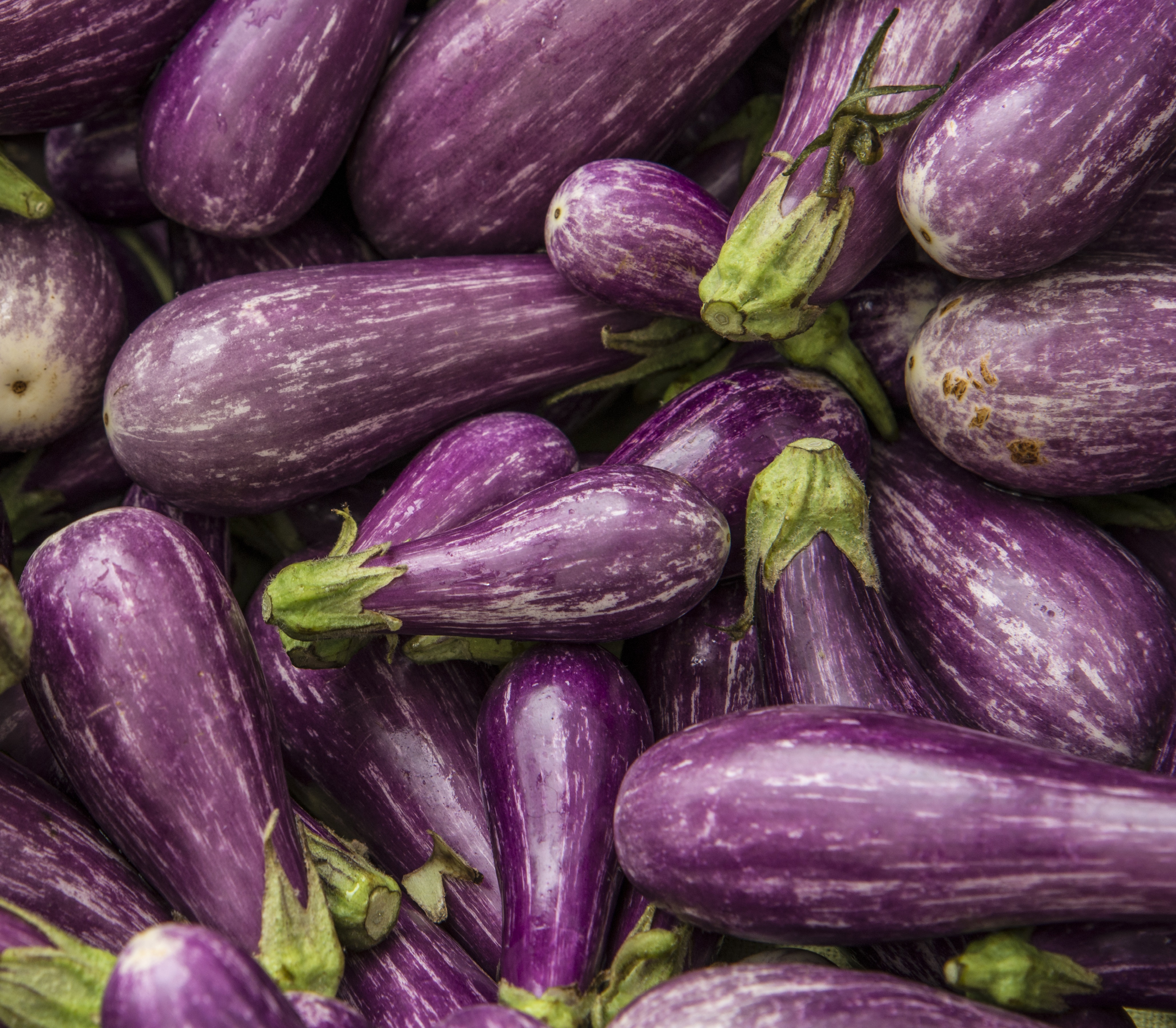 Eggplant Wallpapers