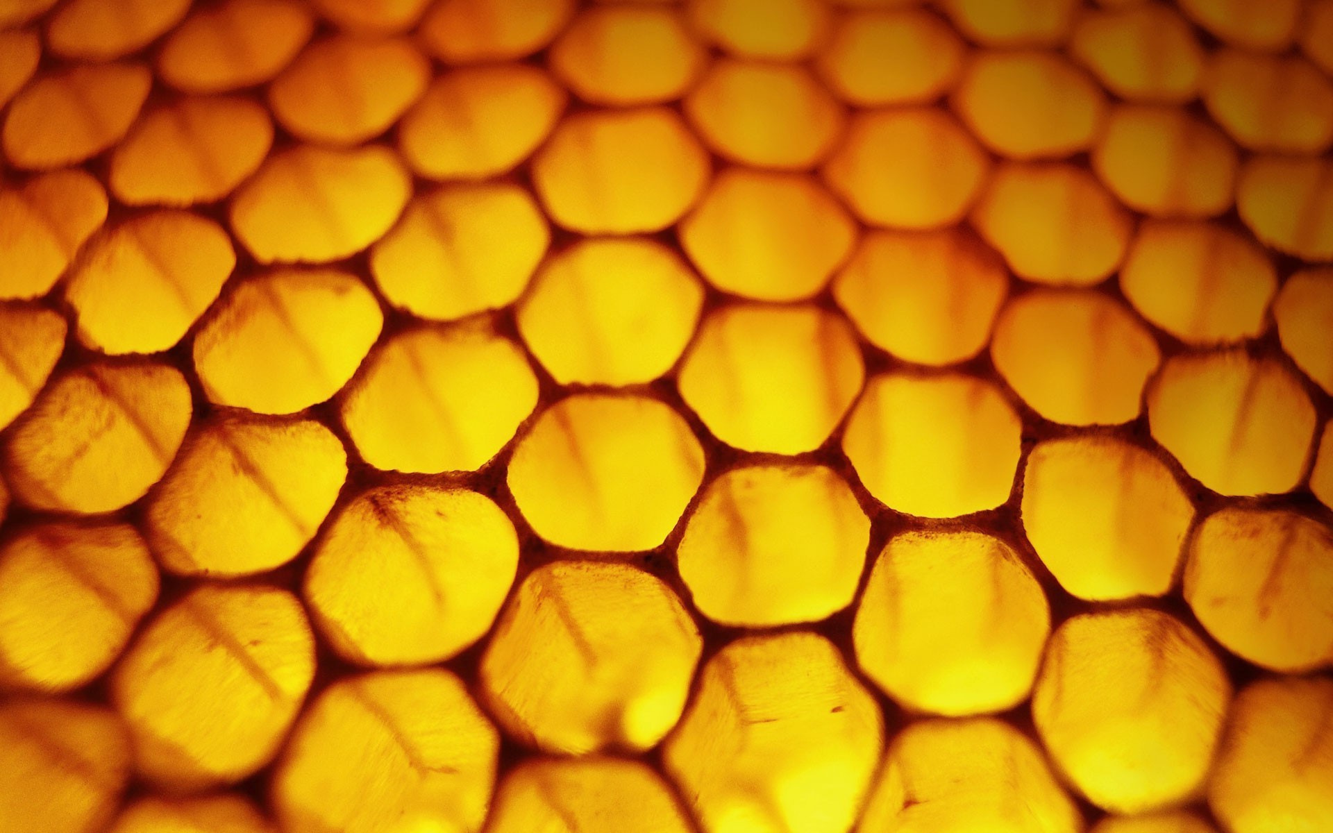 Honey Wallpapers
