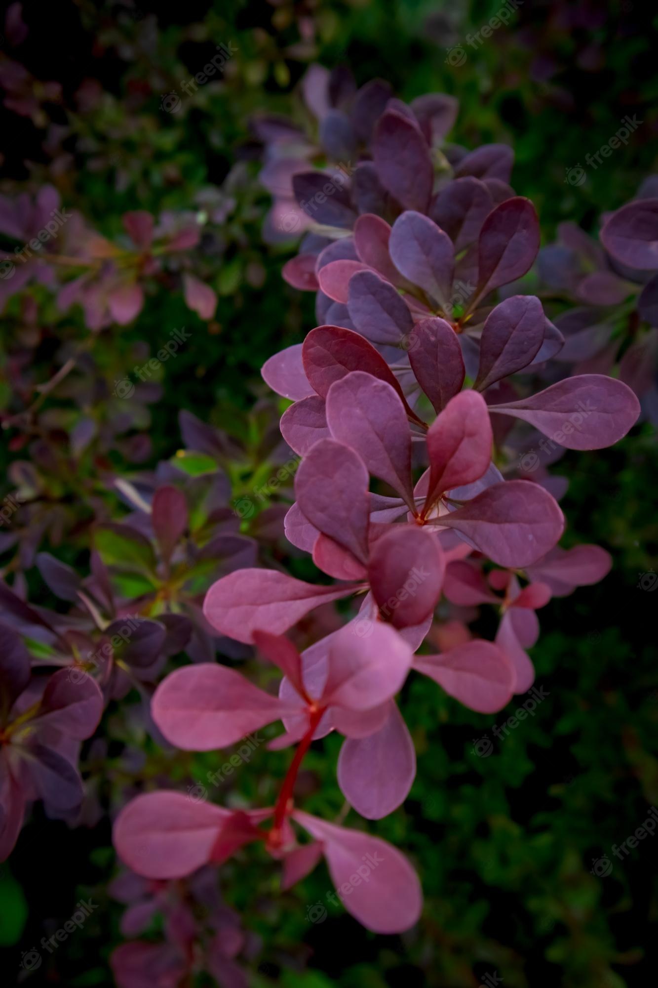 Japanese Barberry Wallpapers