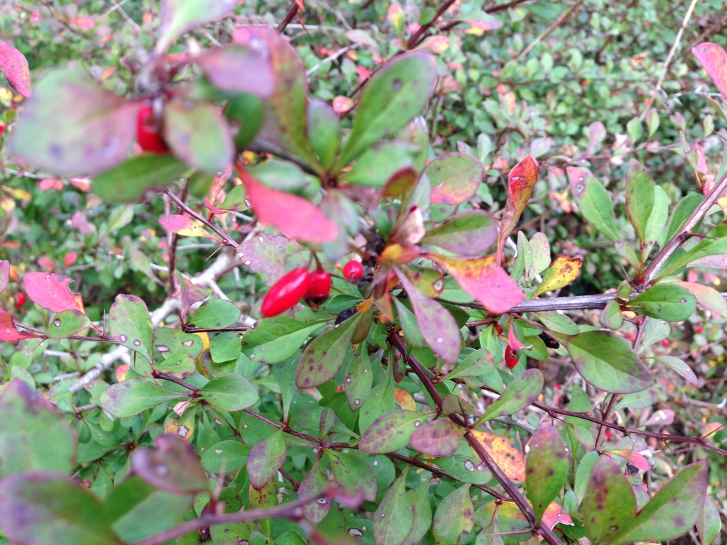 Japanese Barberry Wallpapers