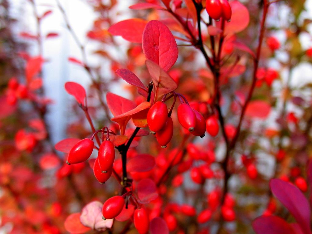 Japanese Barberry Wallpapers