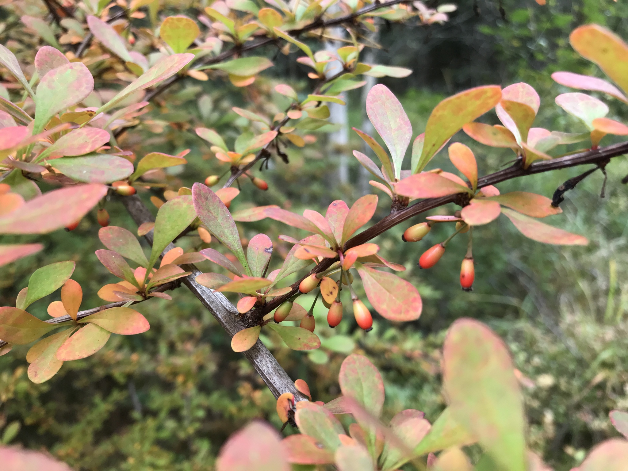 Japanese Barberry Wallpapers