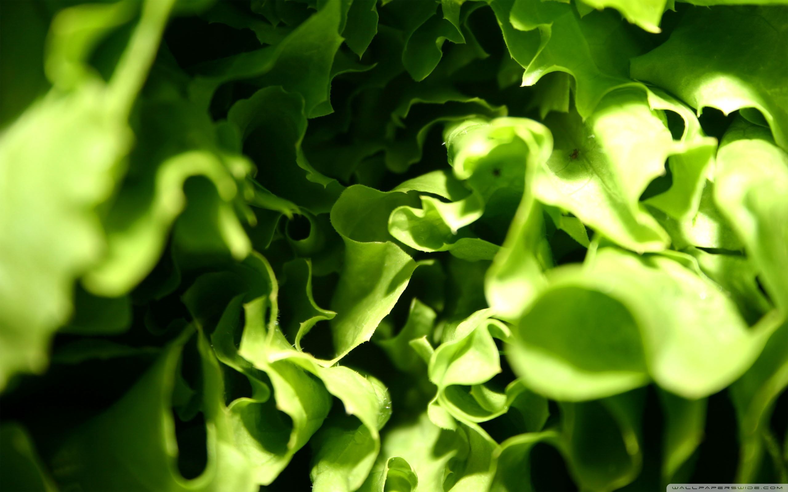 Lettuce Wallpapers