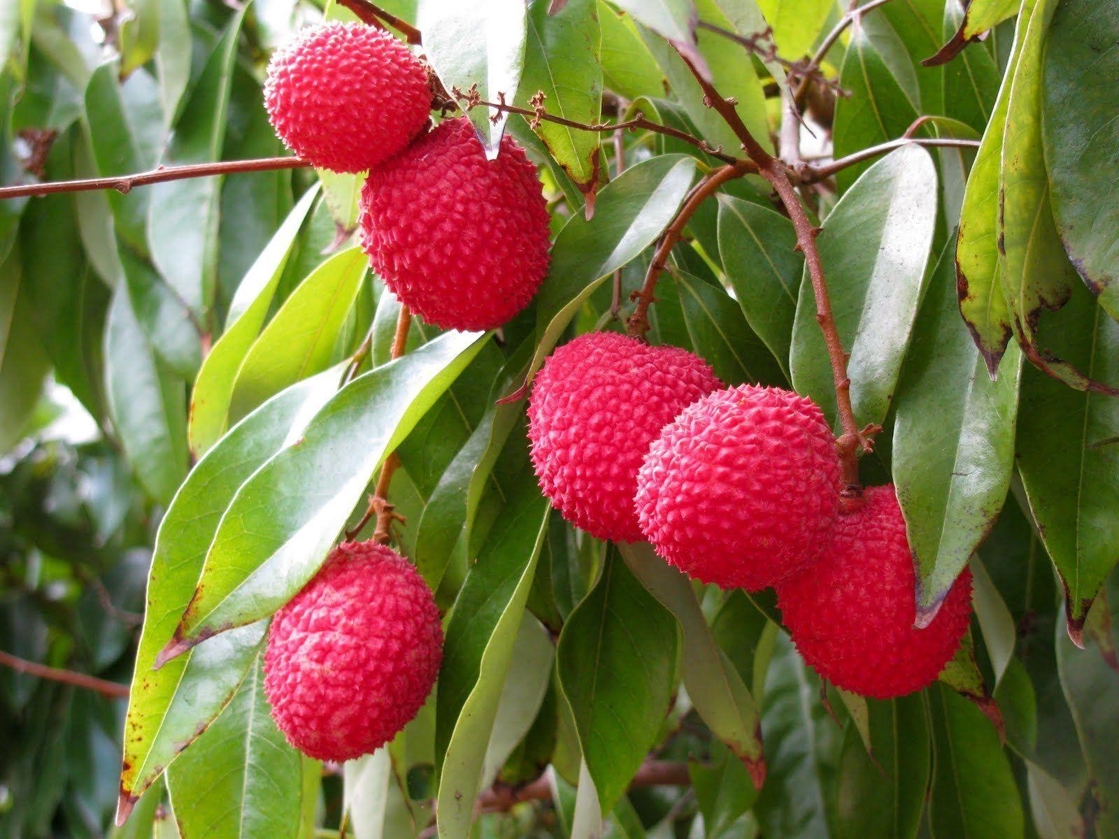 Lychee Wallpapers