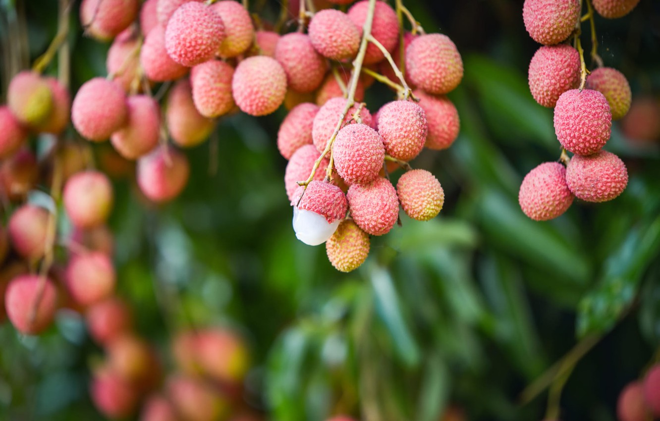 Lychee Wallpapers