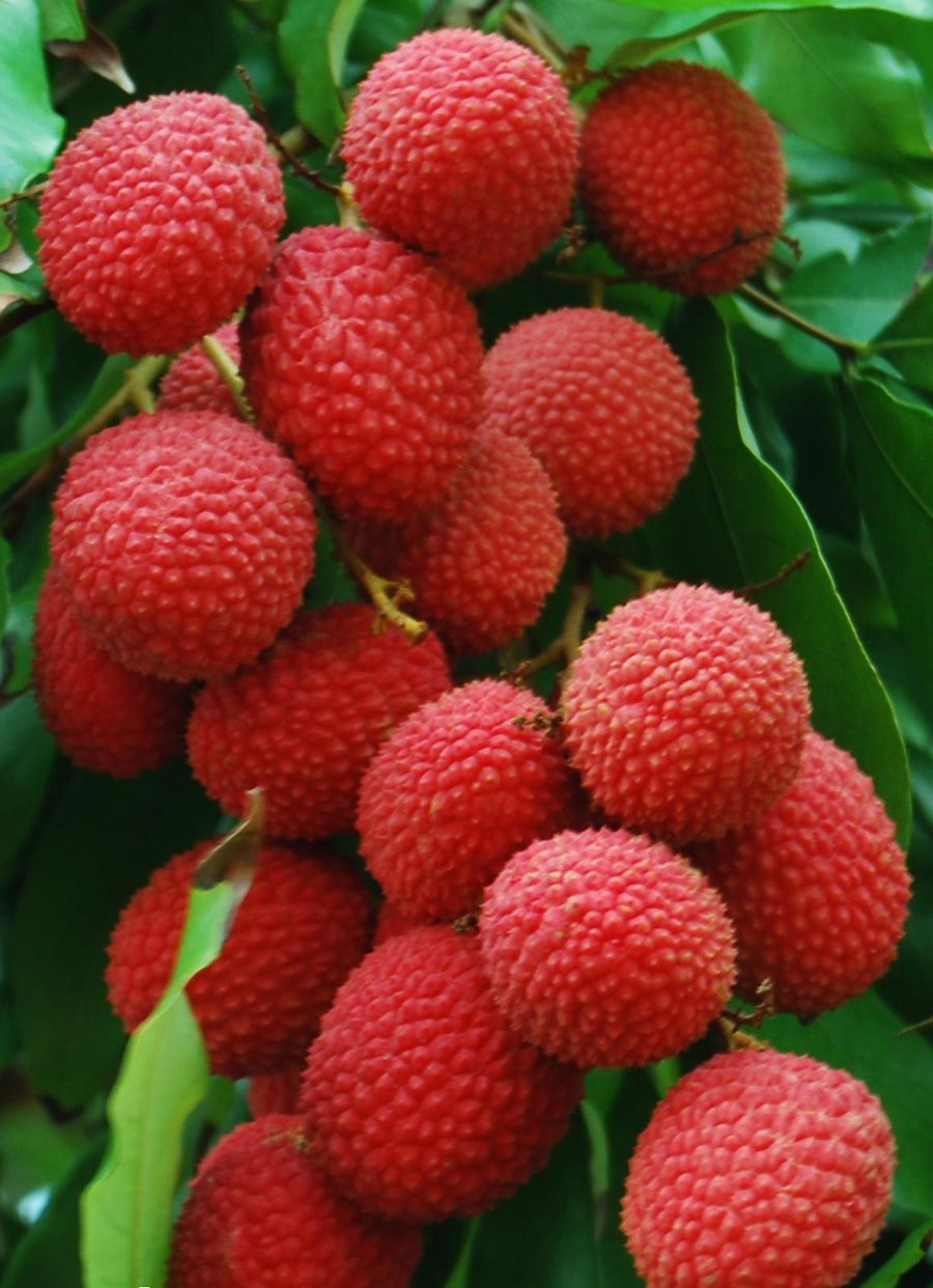 Lychee Wallpapers