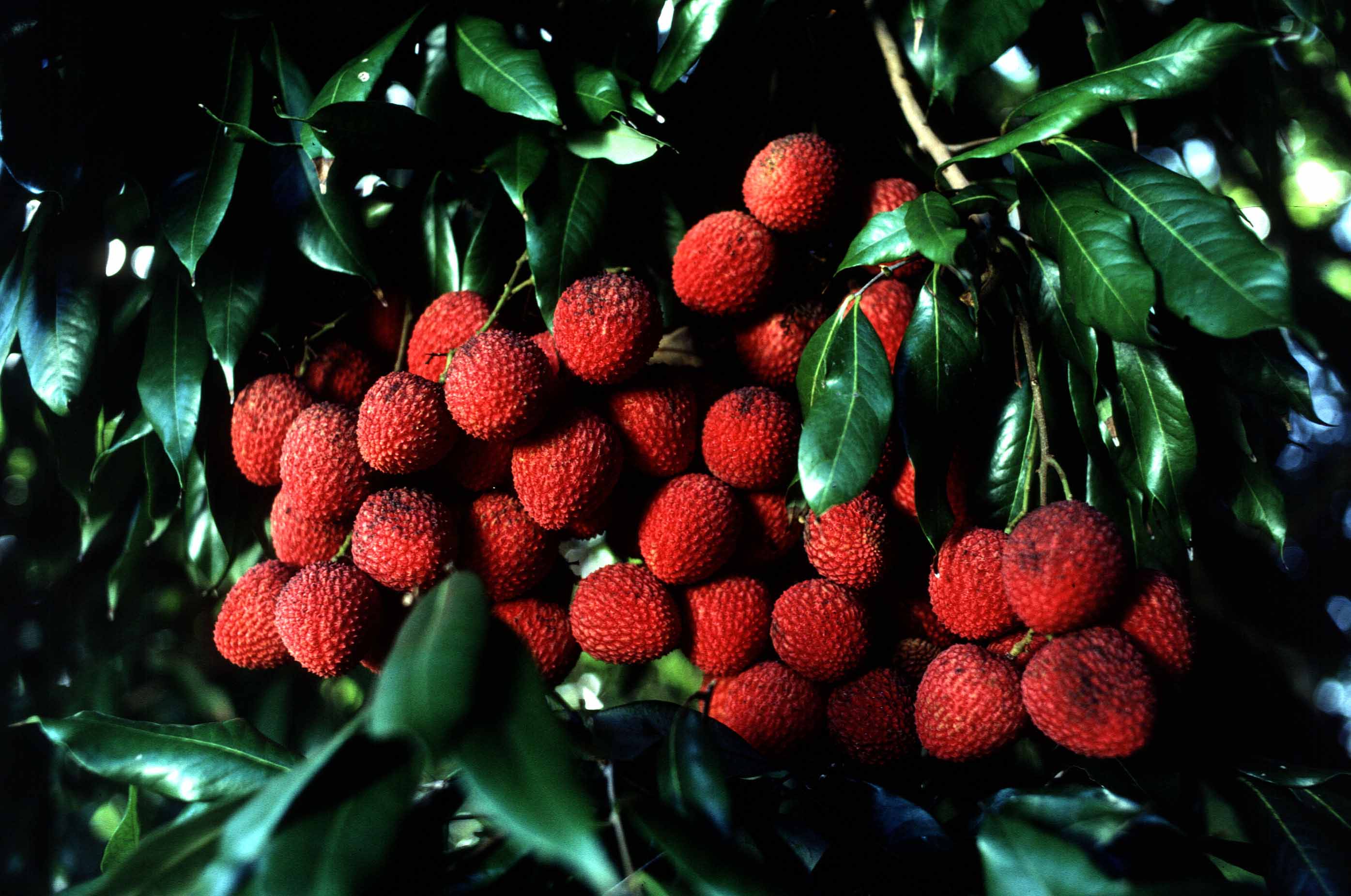 Lychee Wallpapers