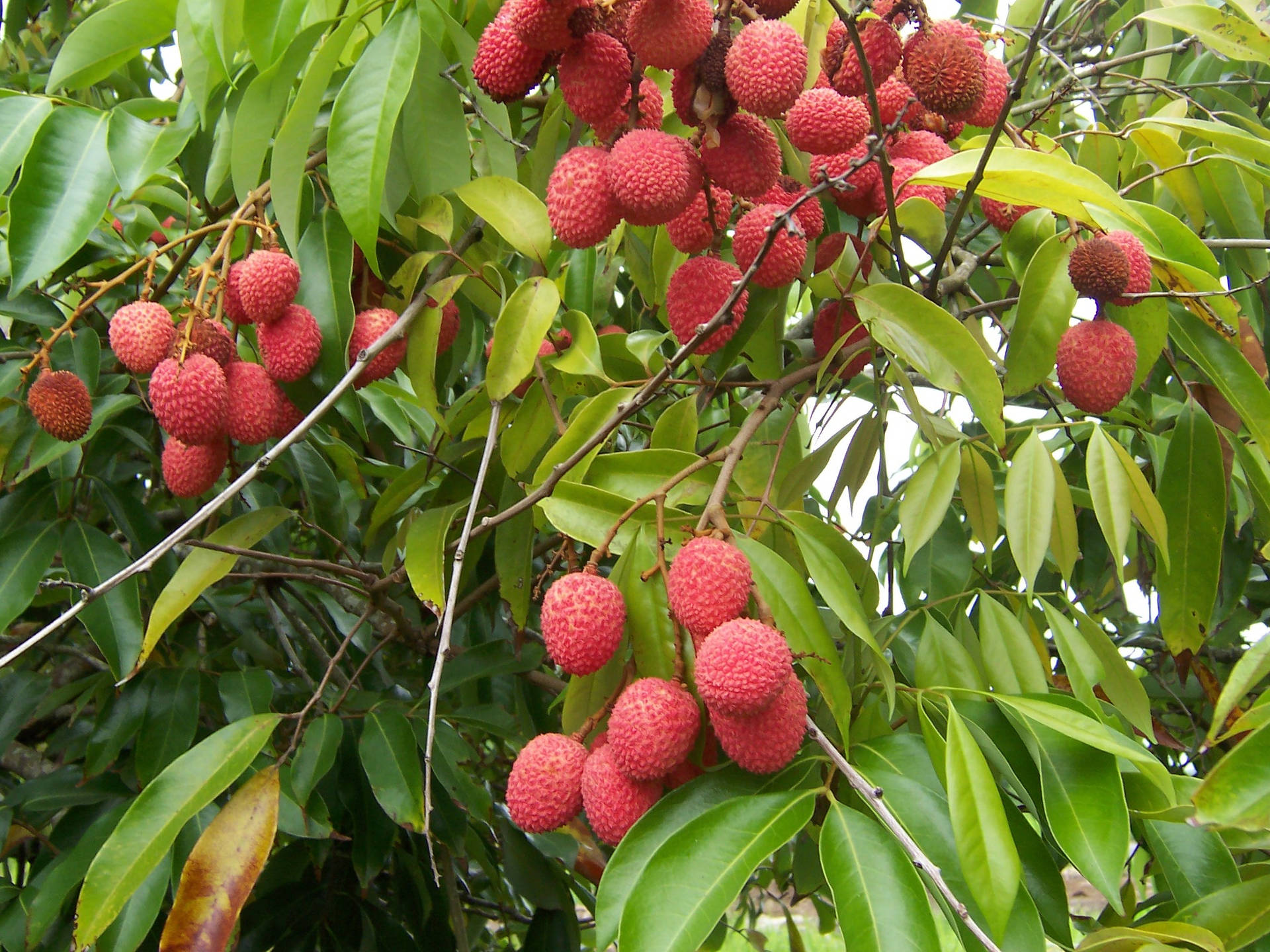 Lychee Wallpapers