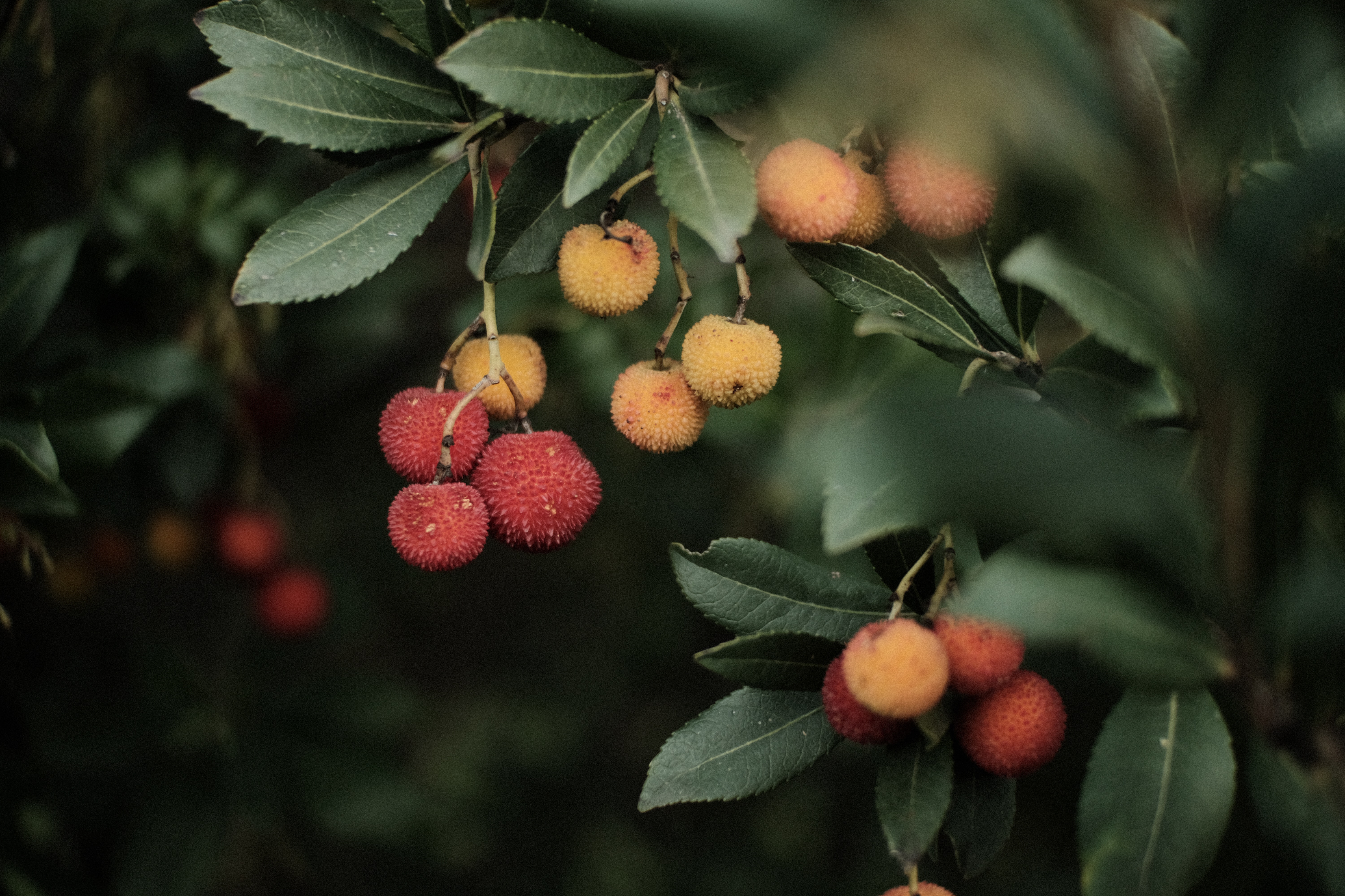 Lychee Wallpapers