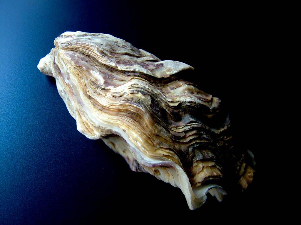 Oyster Wallpapers