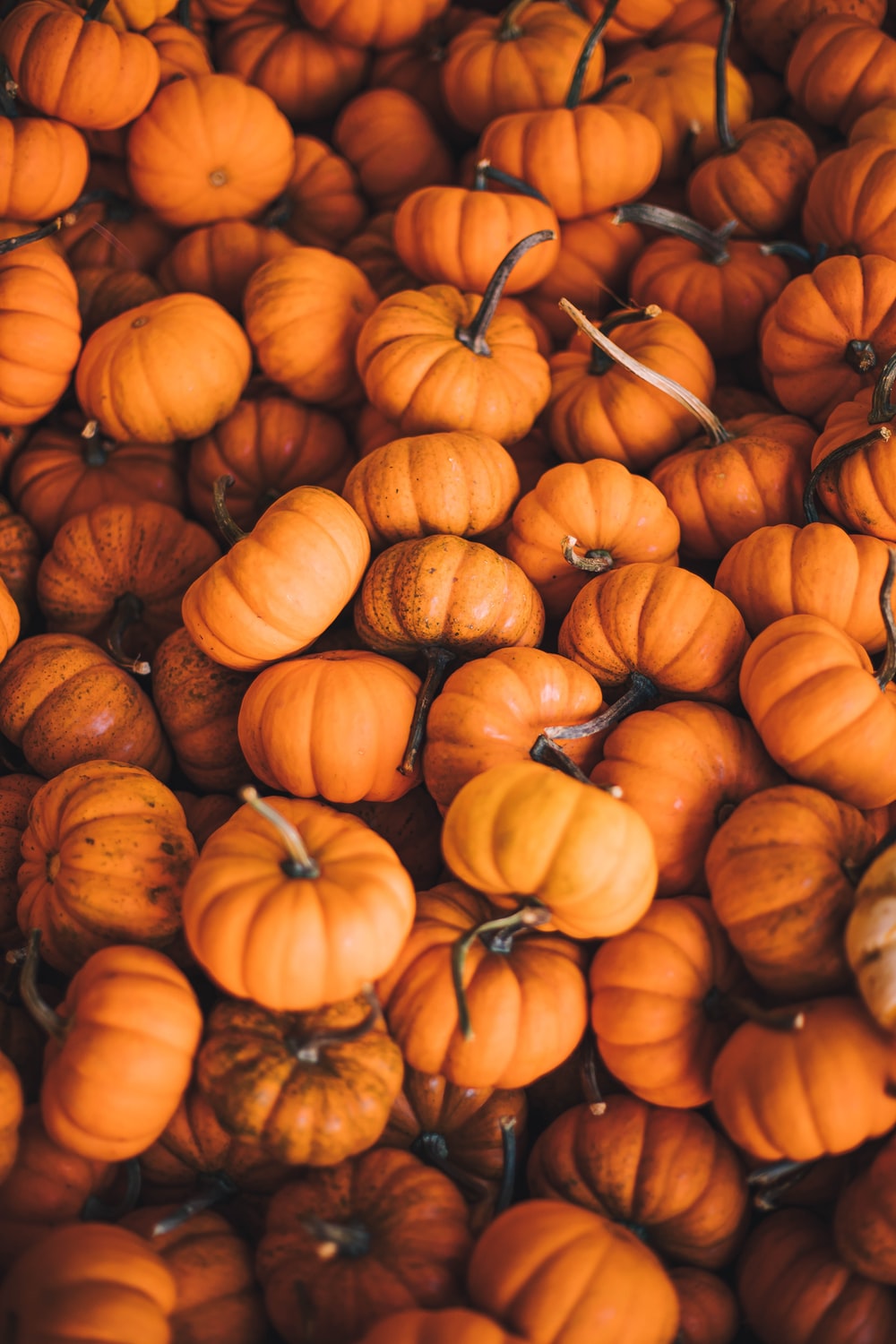 Pumpkin Wallpapers