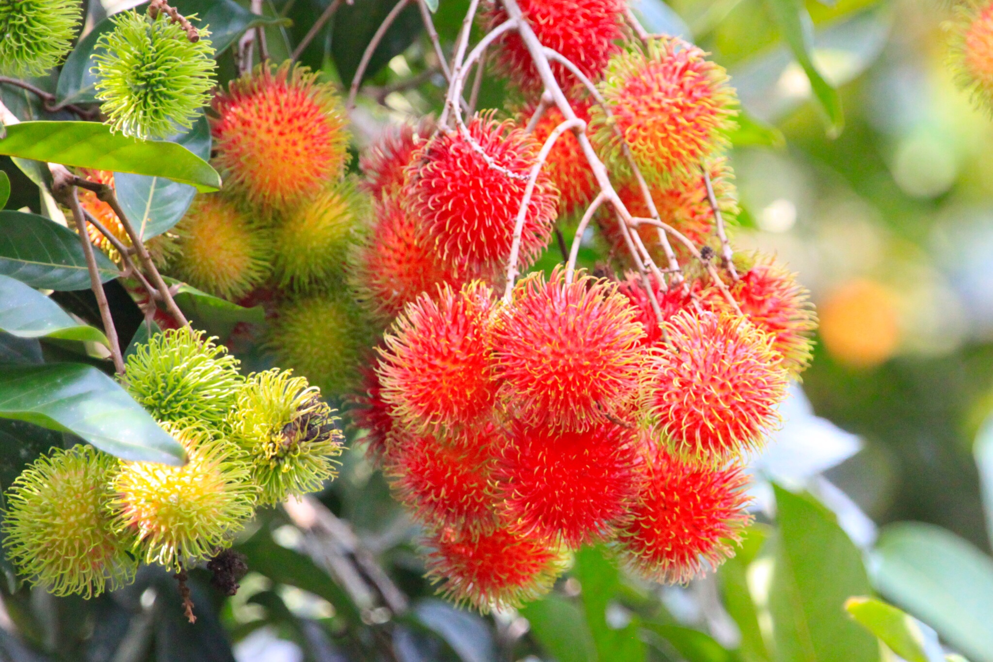 Rambutan Wallpapers