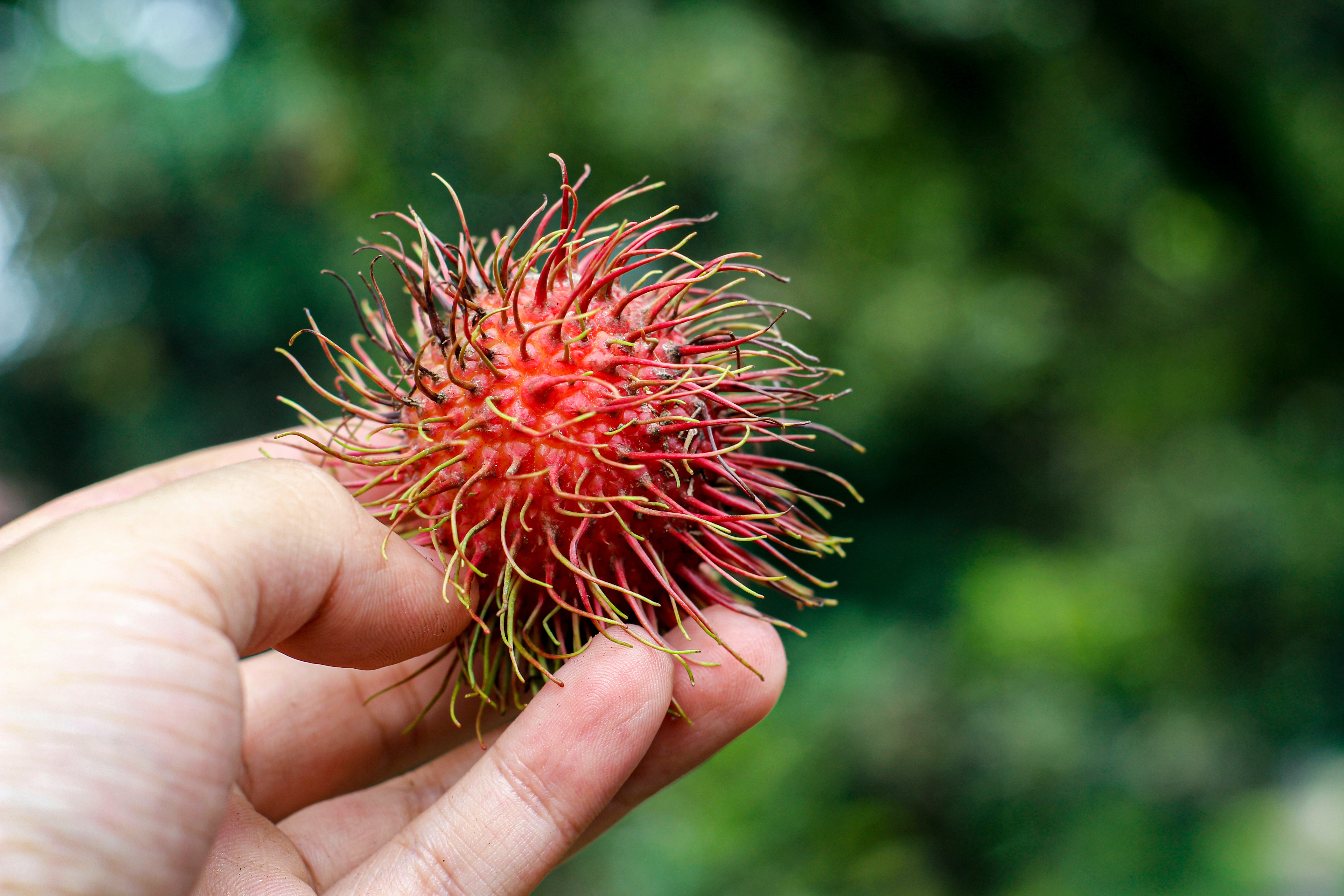 Rambutan Wallpapers