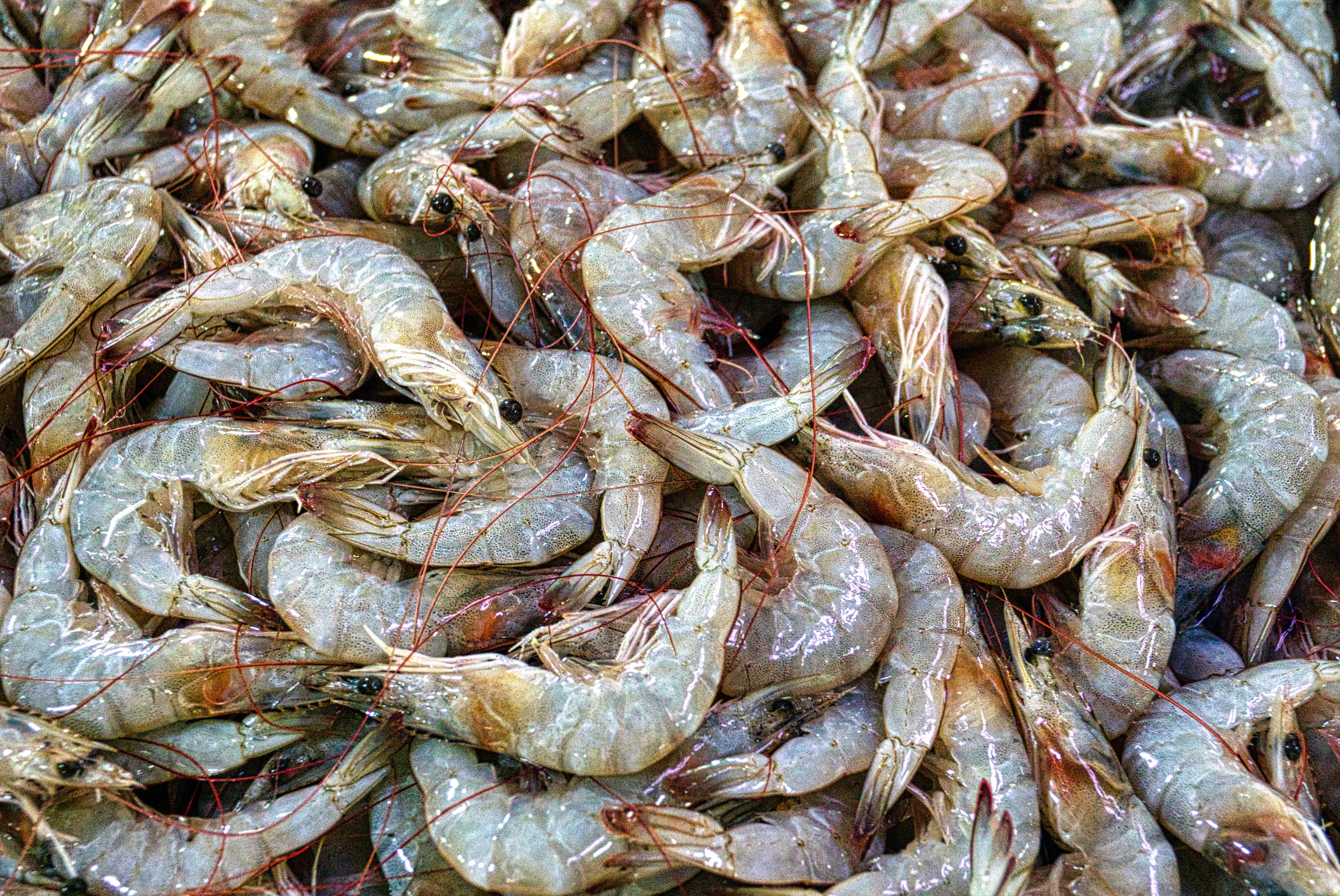 Shrimp Wallpapers