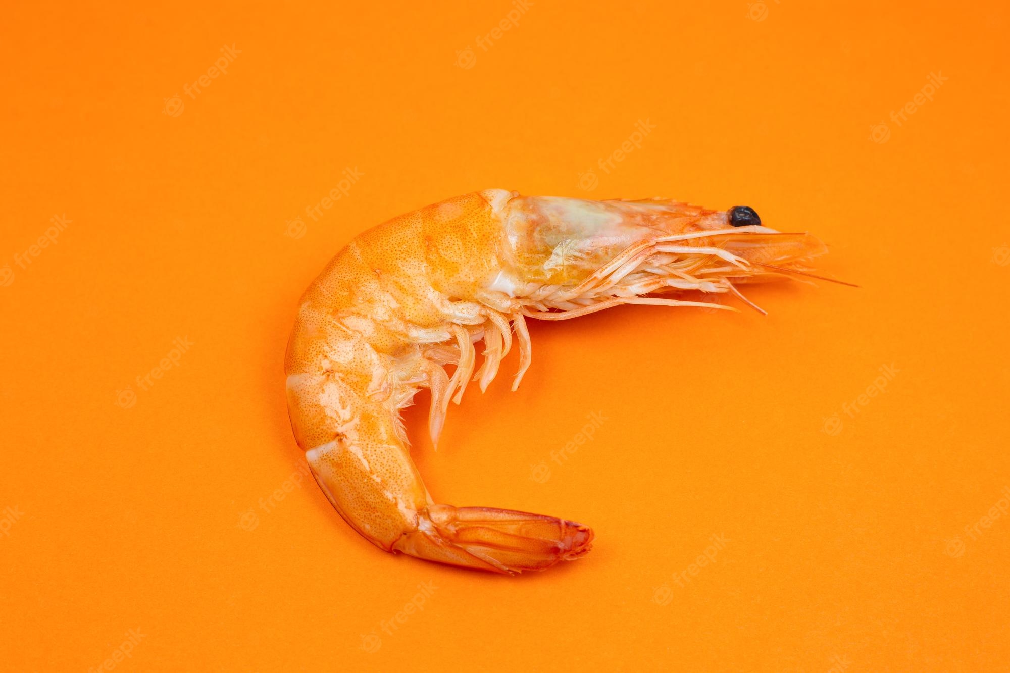 Shrimp Wallpapers