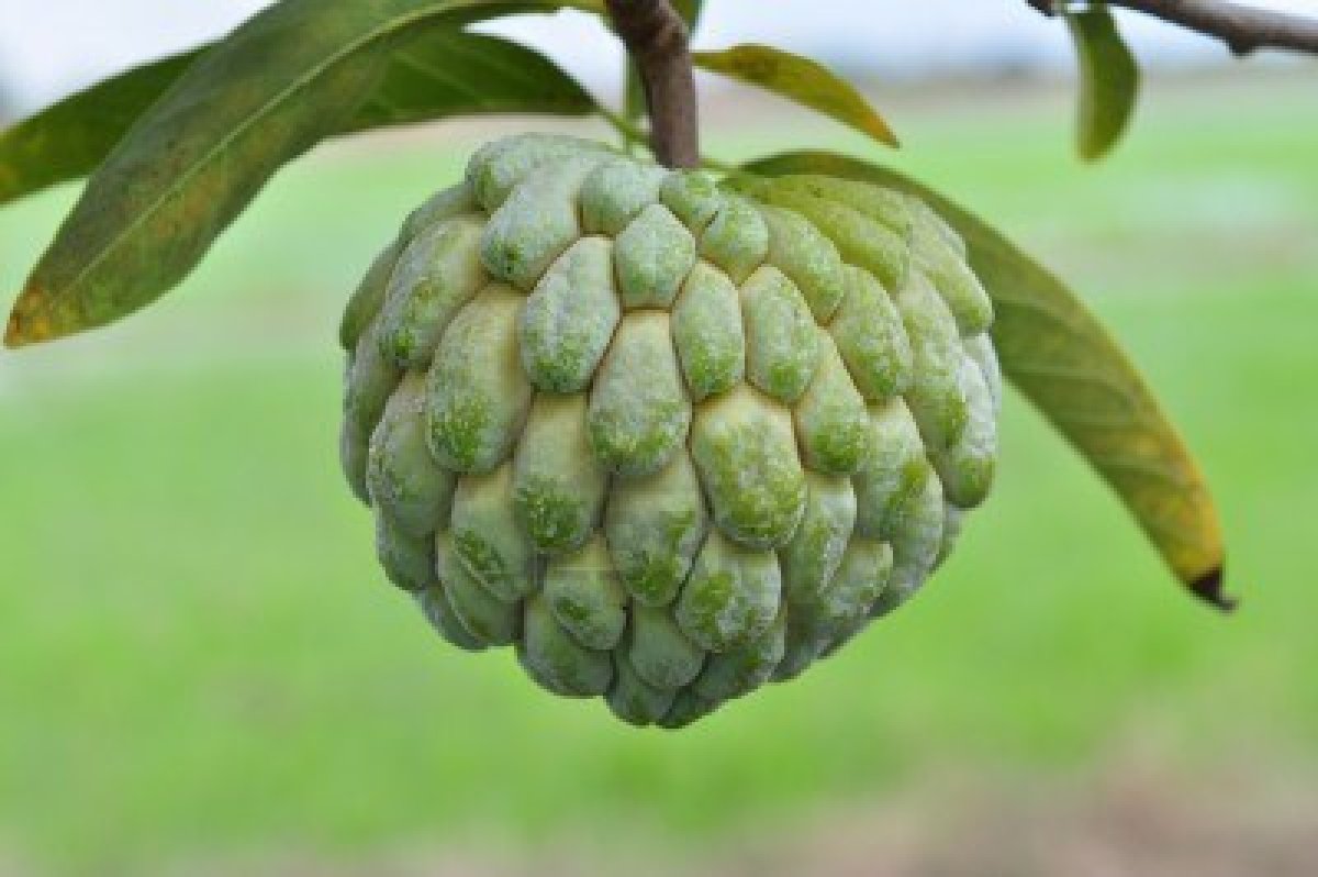 Sugar Apple Wallpapers