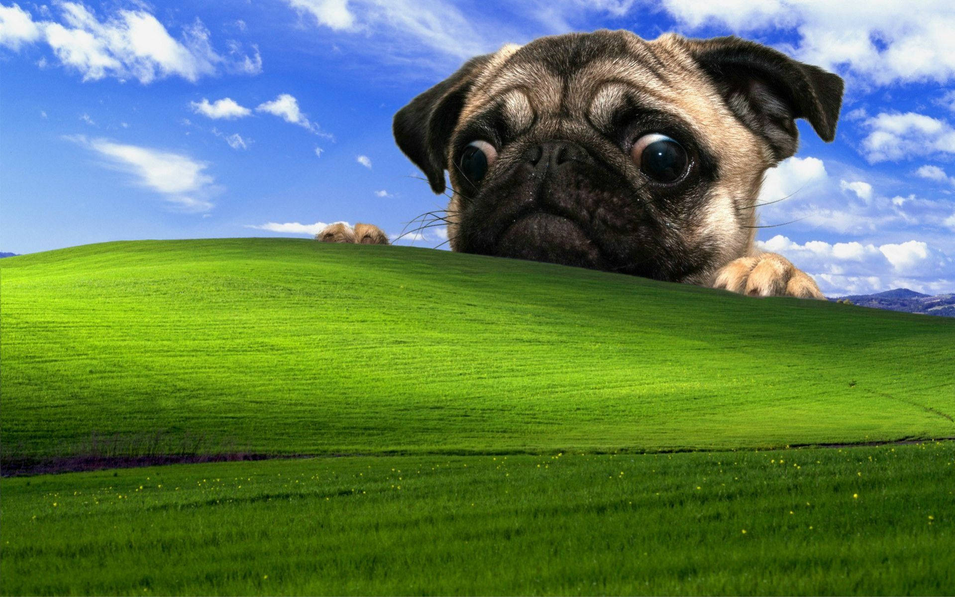 Windows Xp Wallpapers