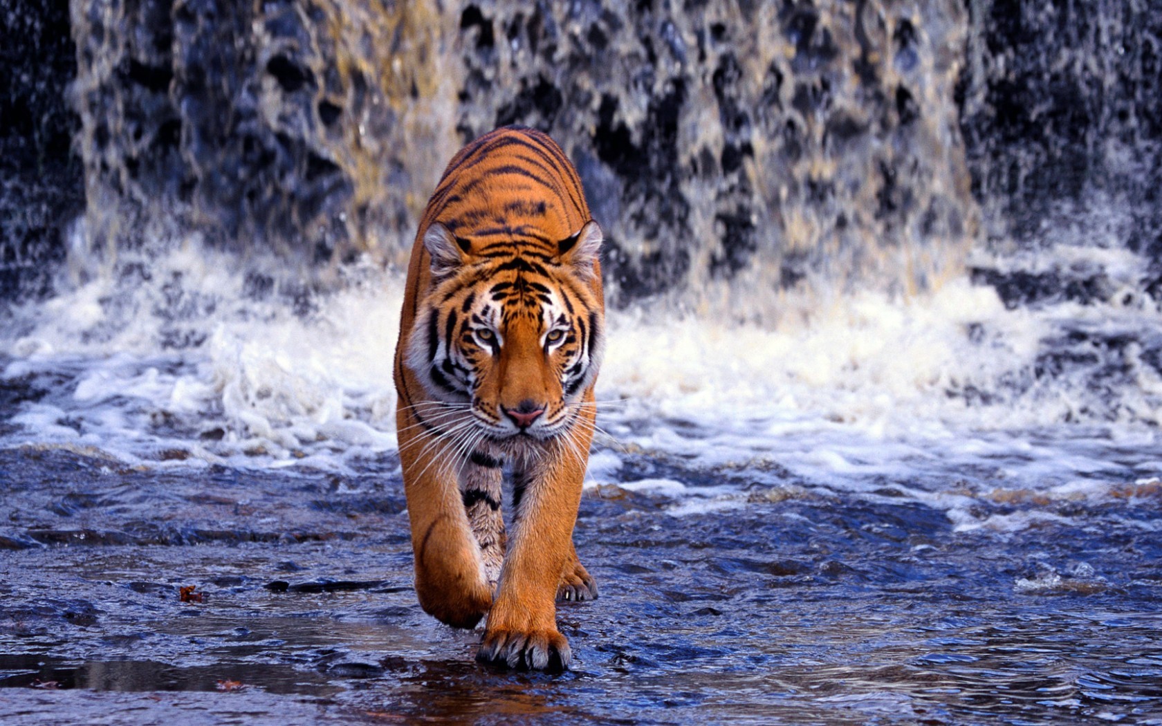 Tiger I Wallpapers