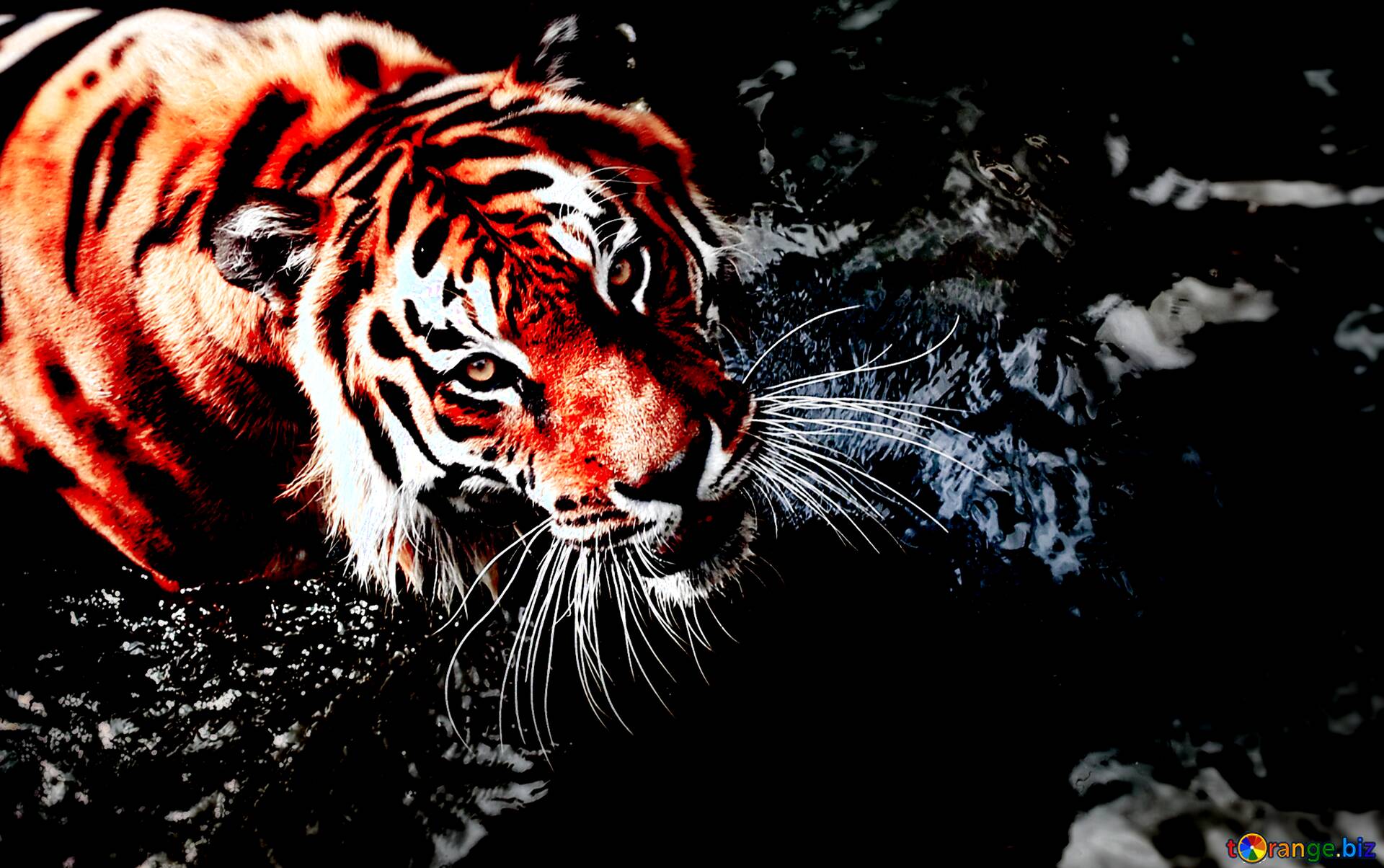 Tiger I Wallpapers