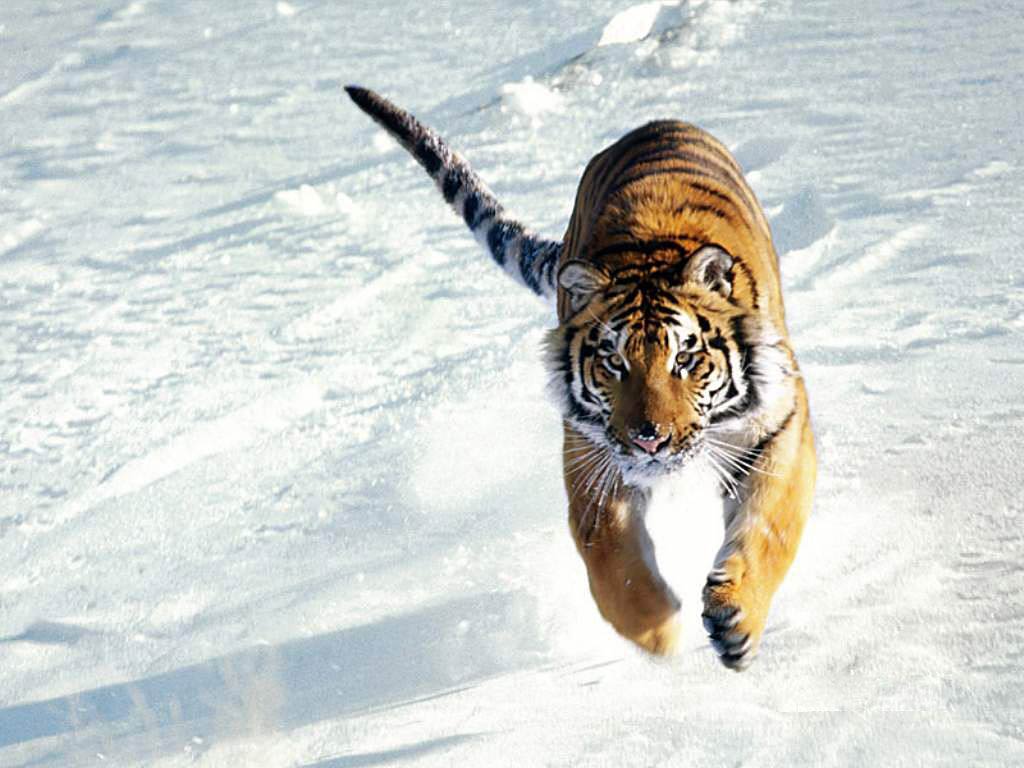 Tiger I Wallpapers