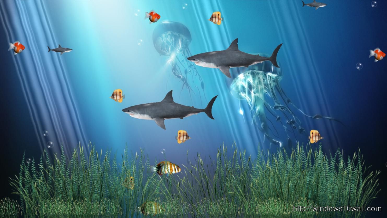 Cartoon Aquarium Wallpapers