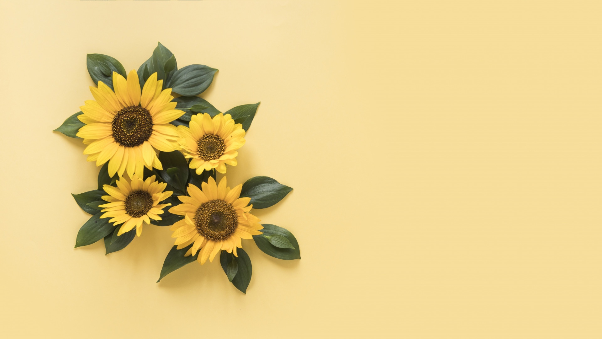 Cartoon Sunflower Wallpapers