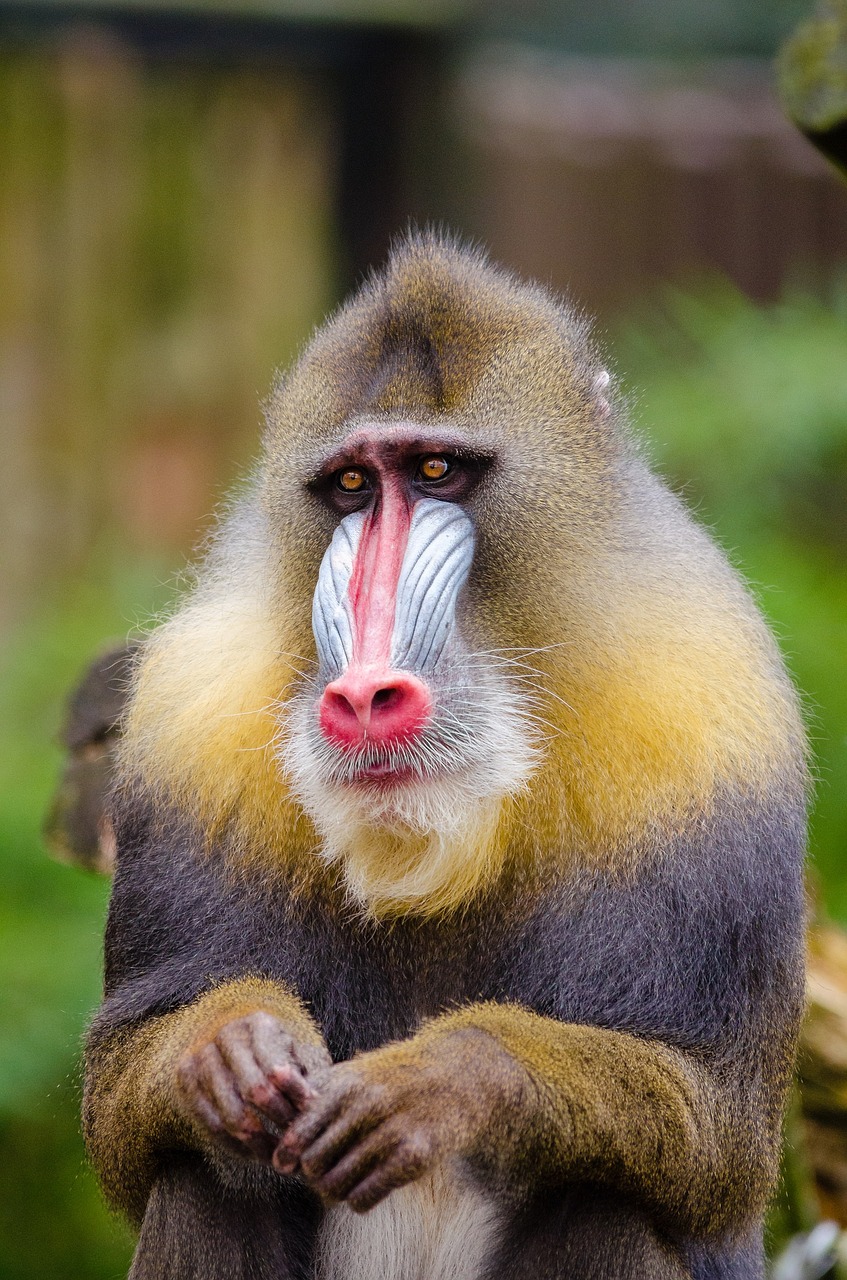 Baboons With Bill Bailey Wallpapers