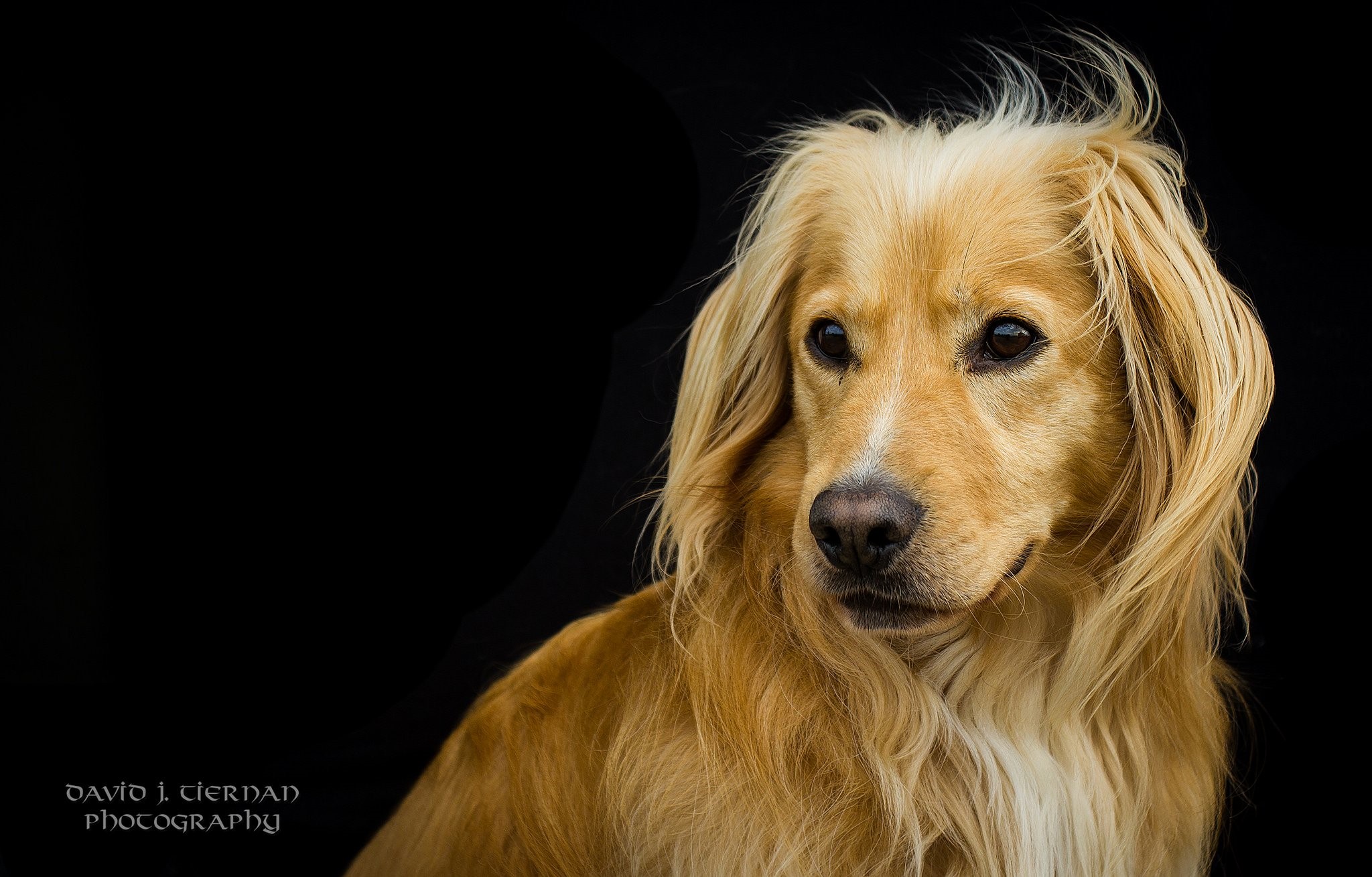 Golden Retriever Hd Hawkeye Wallpapers