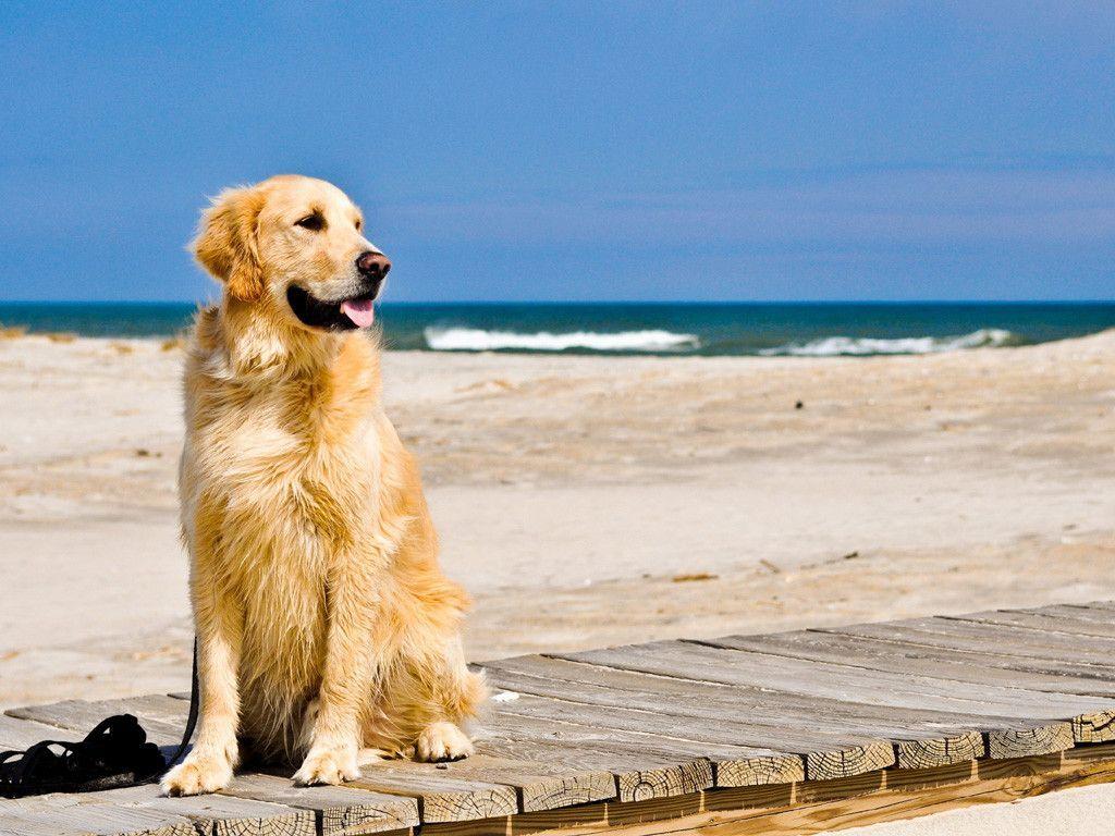 Golden Retriever Hd Hawkeye Wallpapers