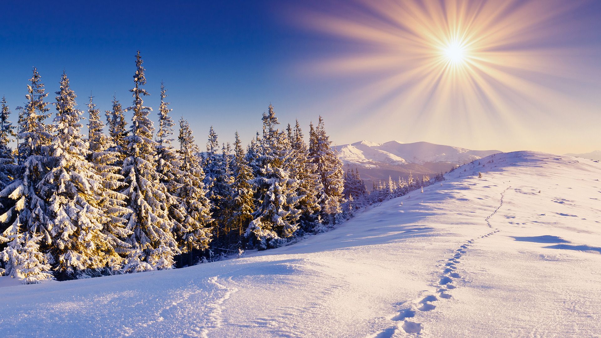 Low Winter Sun Wallpapers