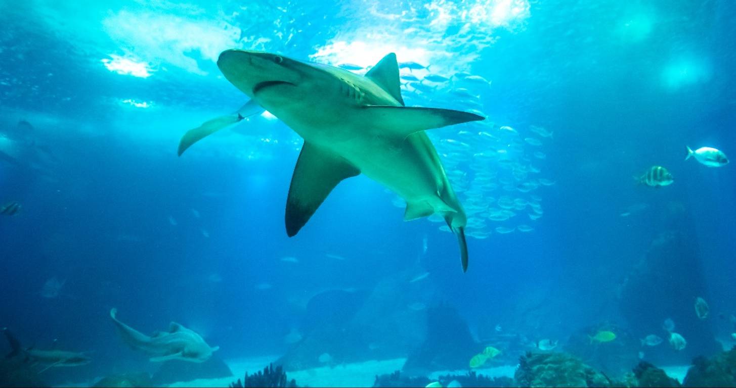 Shark Tank Wallpapers