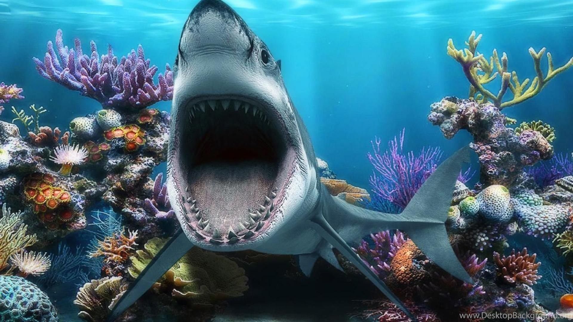 Shark Tank Wallpapers