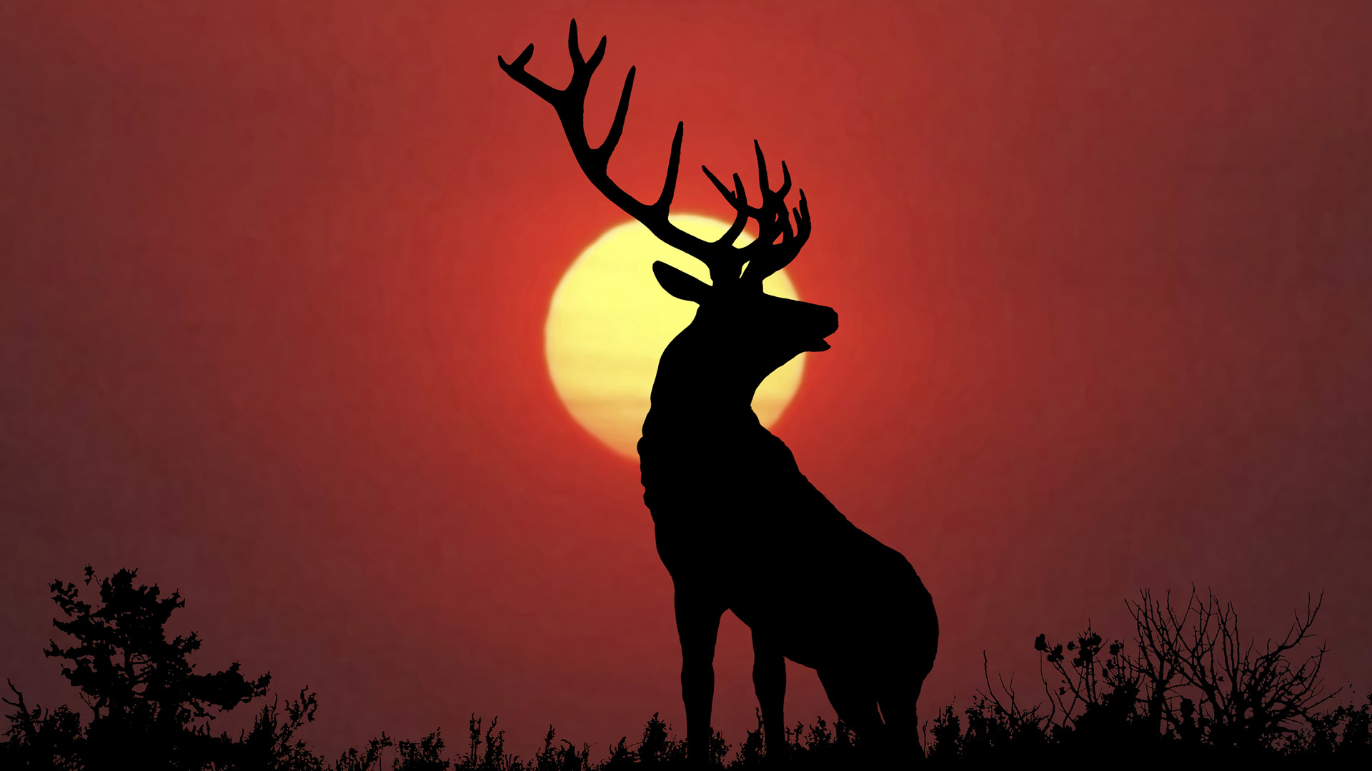 Stag Wallpapers