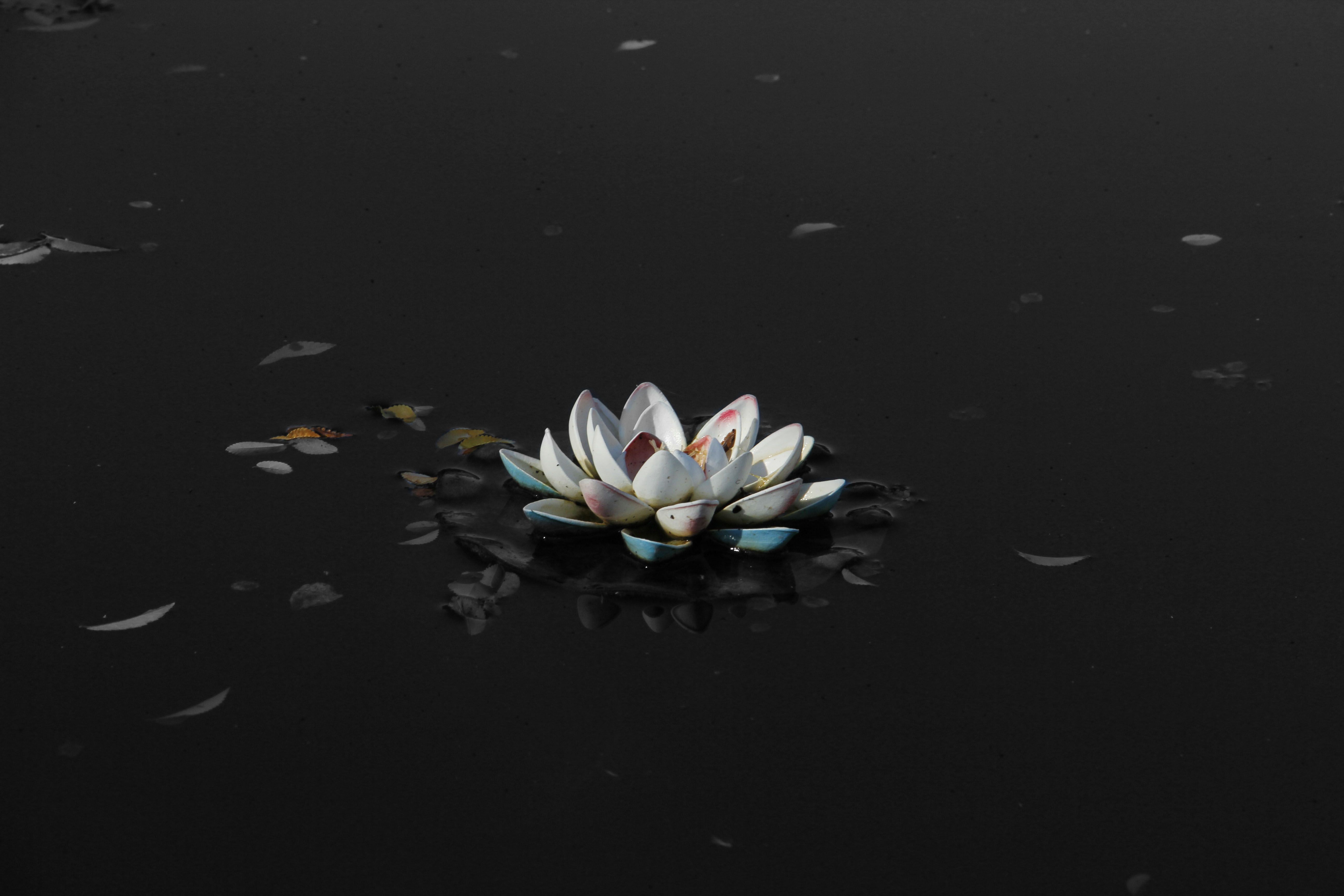 The White Lotus Season 1 Wallpapers